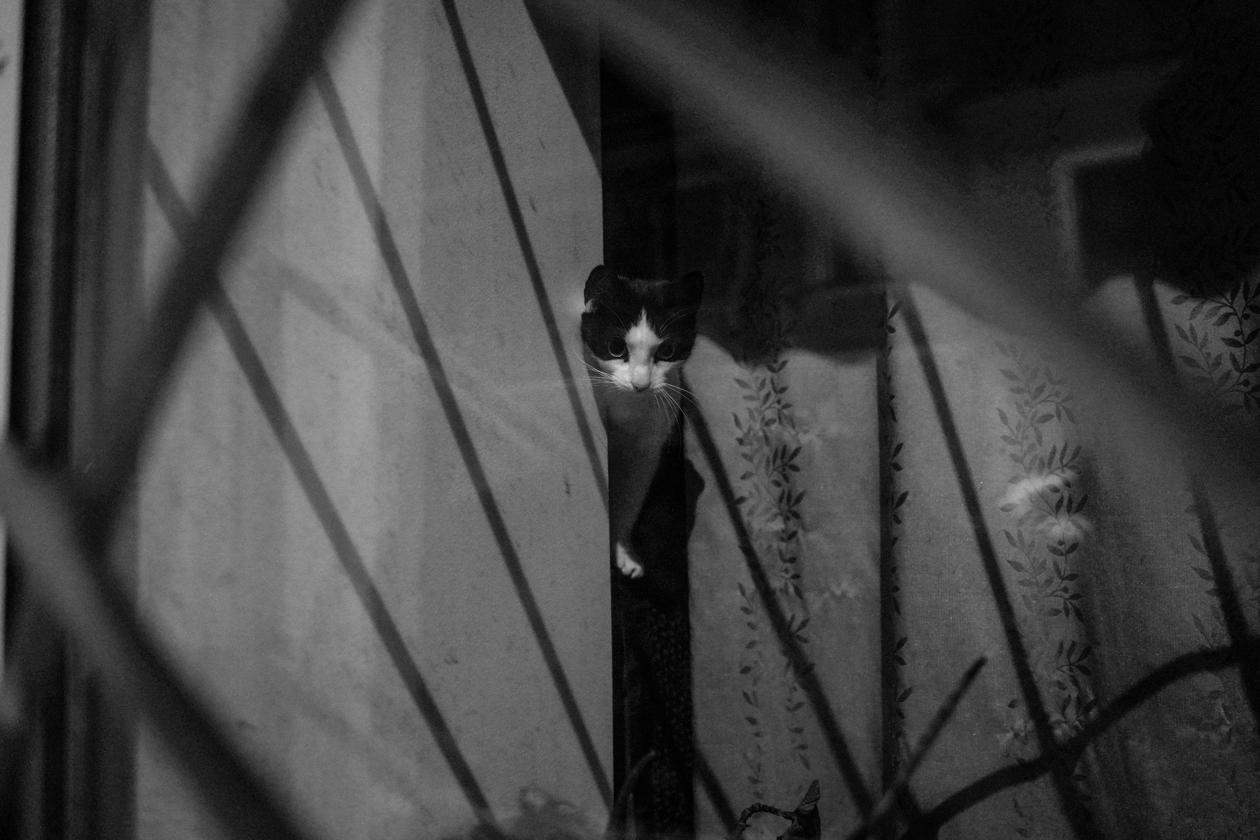 Кот шпедингера. Стрит-фотография, полная абсурда, идиотизма и красоты