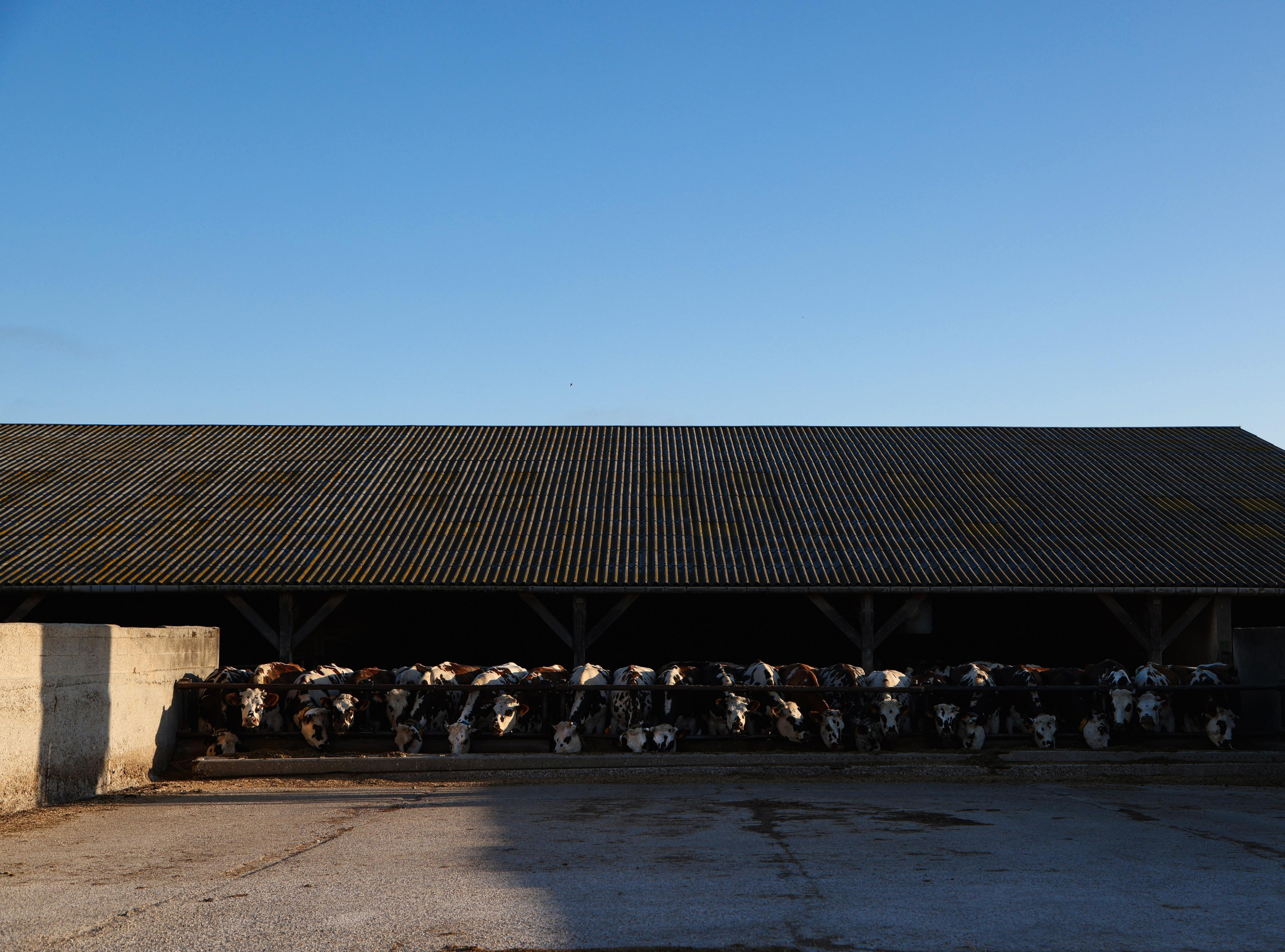 La ferme. Natalia Bogdanovska. Films et photographie corporate en France
