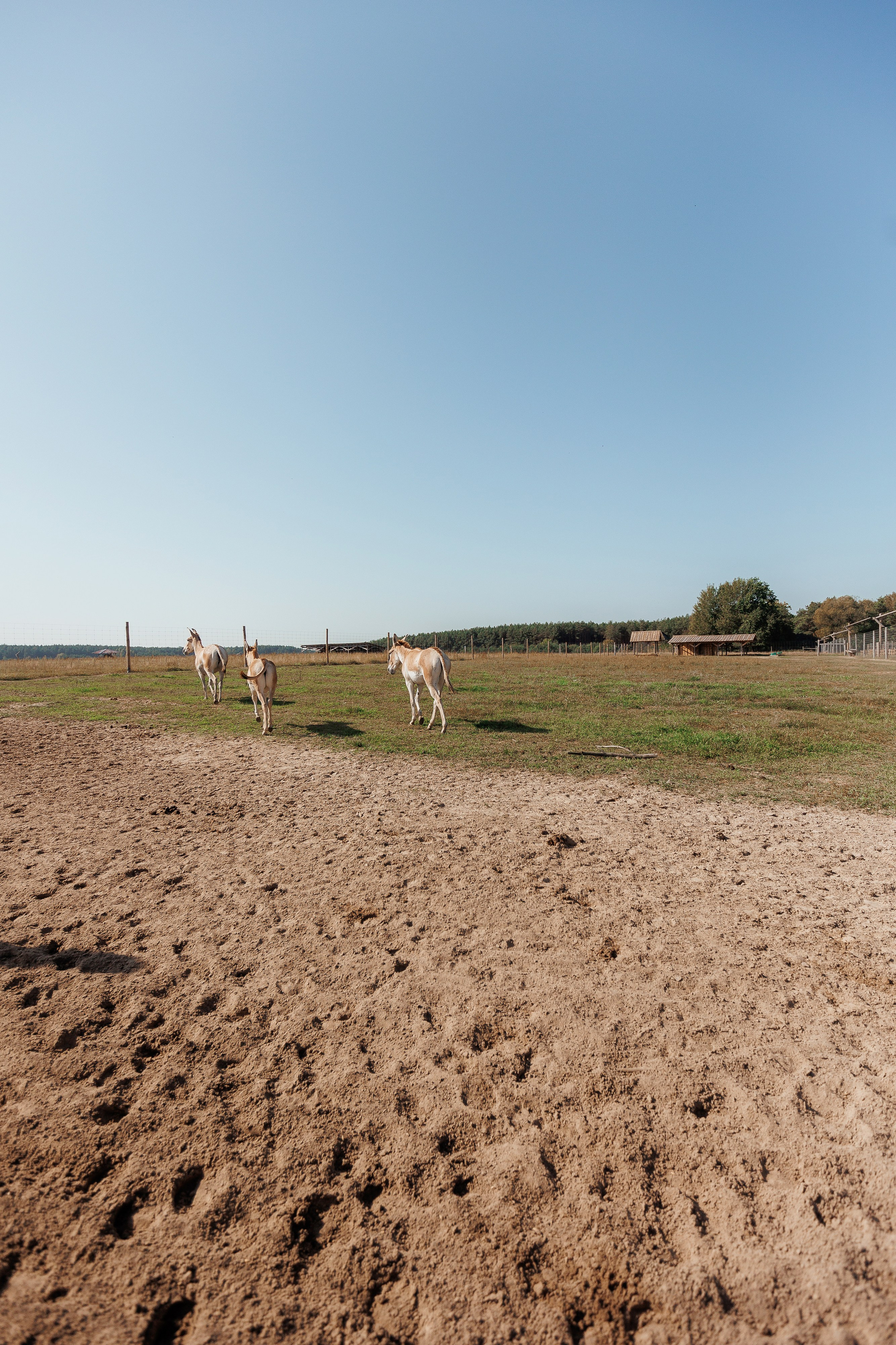 Екопарк Аміла. Ірина Терещук