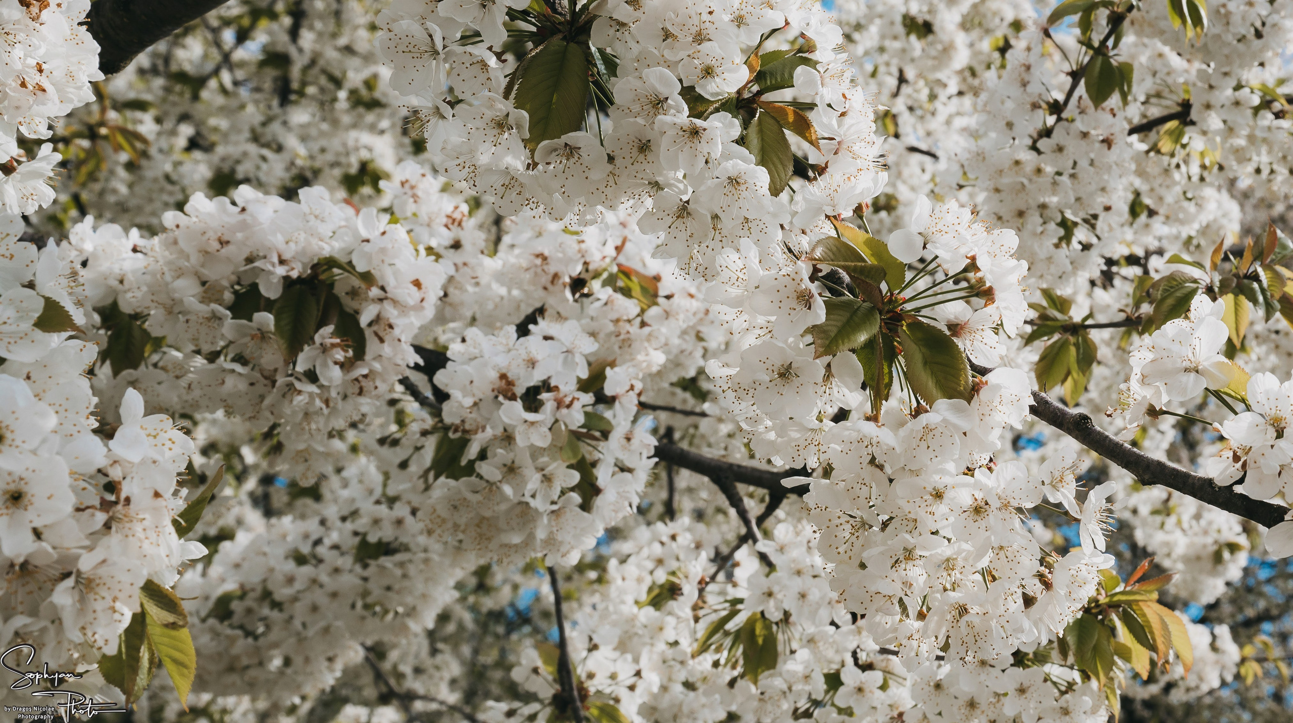 Sedinta foto save the date Andreea&Andrei