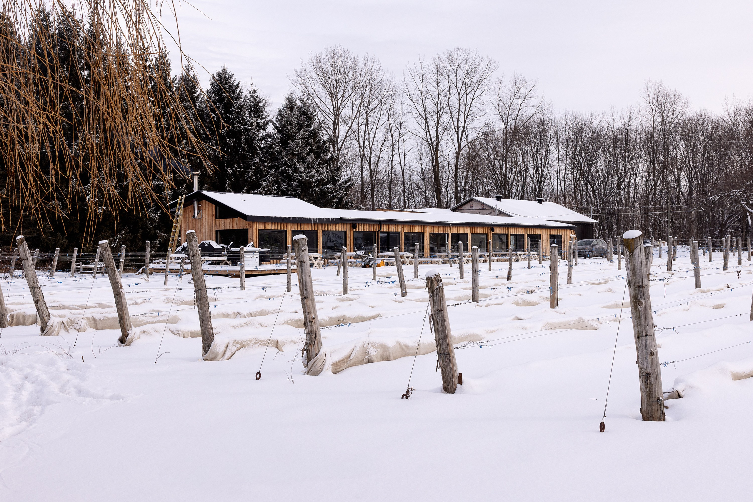 Vignoble et Domaine Beauchemin / Edition January 2025