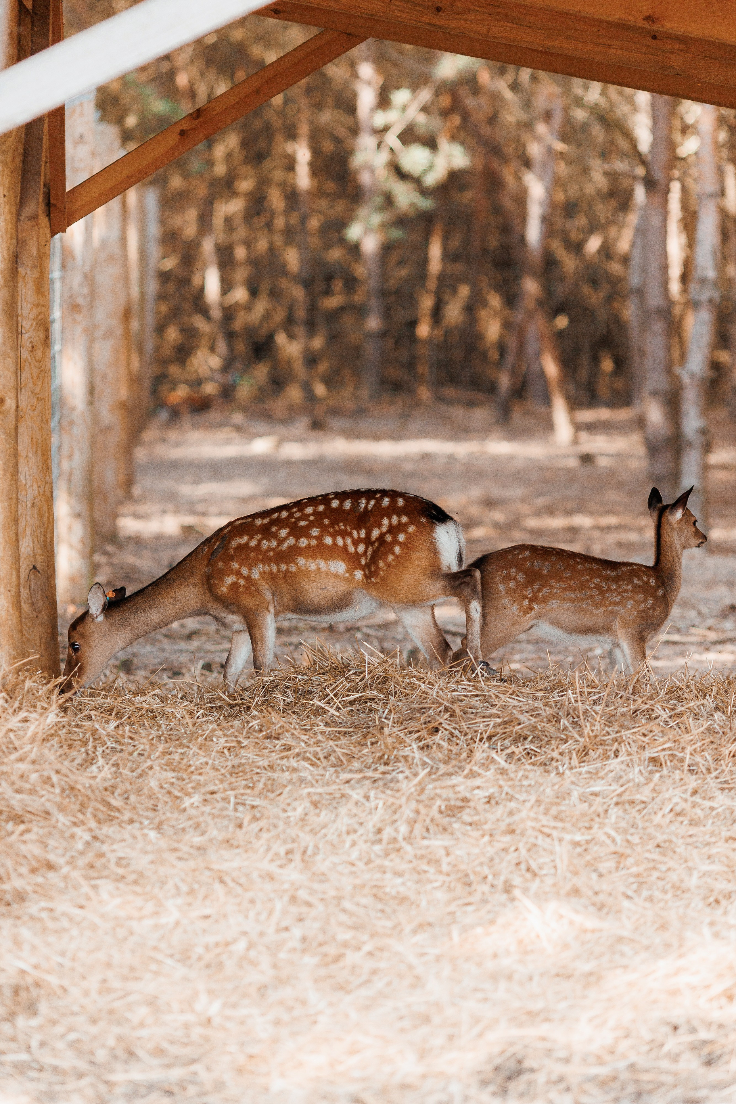 Екопарк Аміла. Ірина Терещук