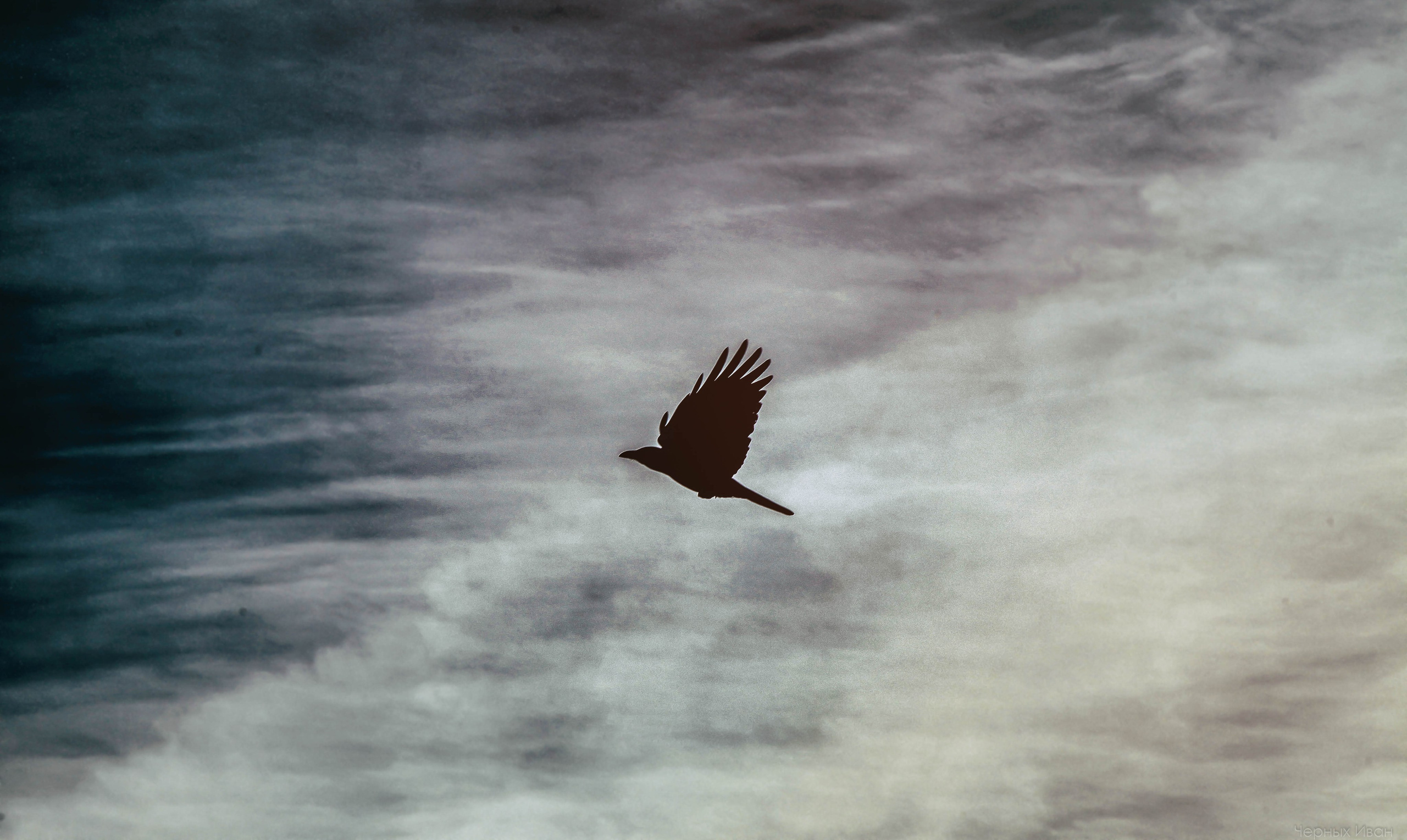 Пернатый психоз. Стрит-фотография, полная абсурда, идиотизма и красоты