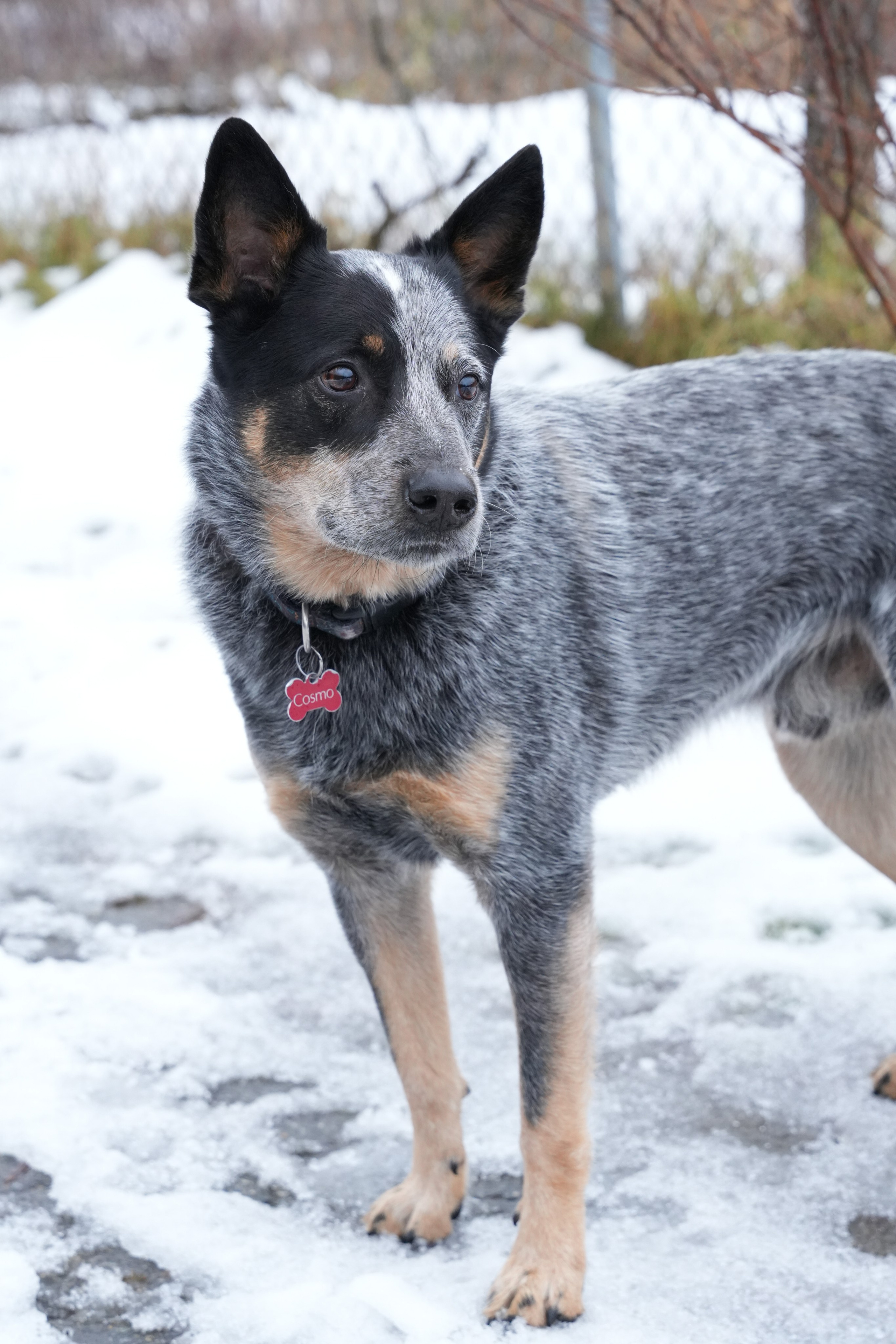 Pets. Shuttergry Photography