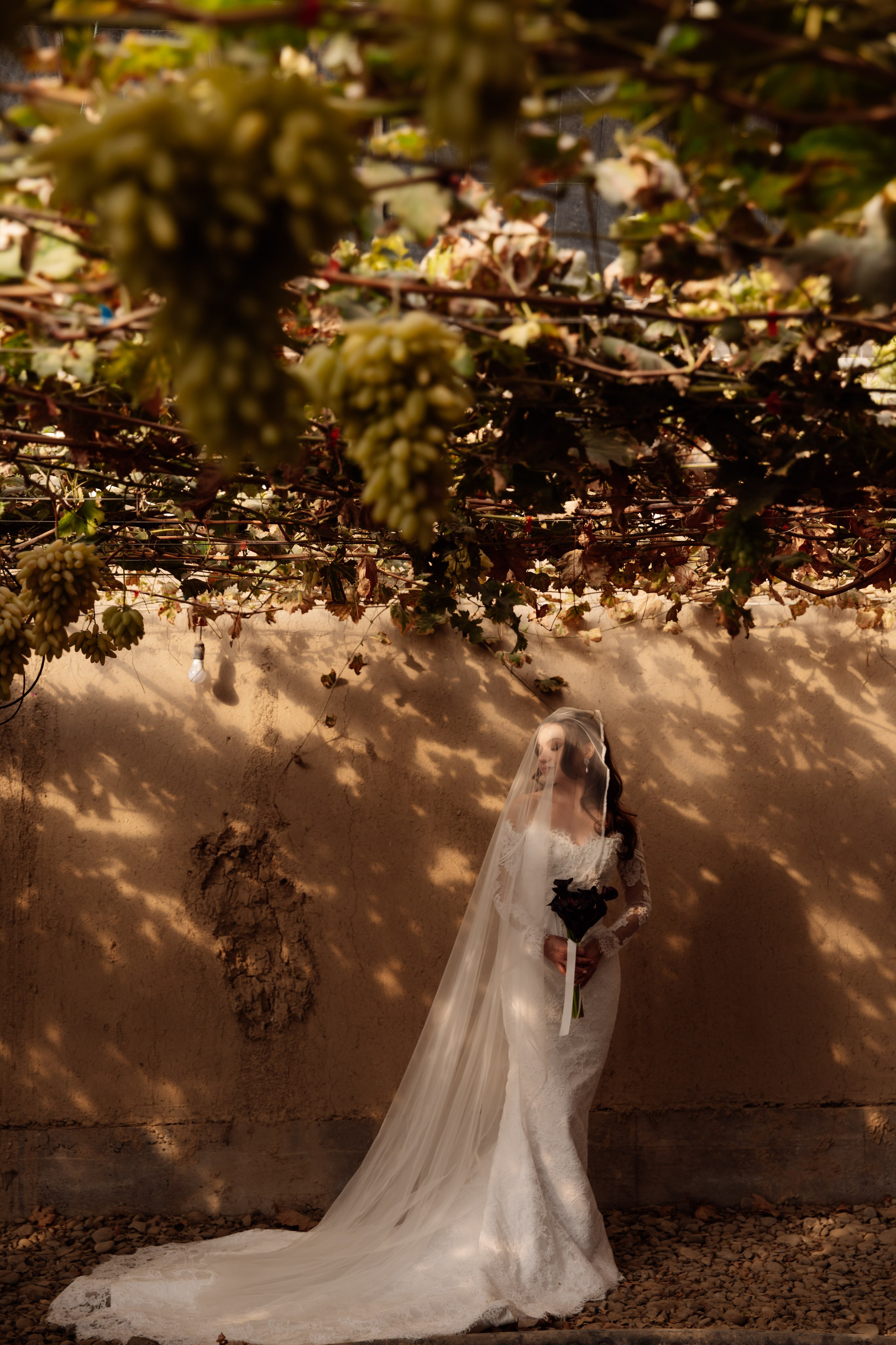 Свадьба на винодельне. Фотограф Вероника Яцына в Ташкенте