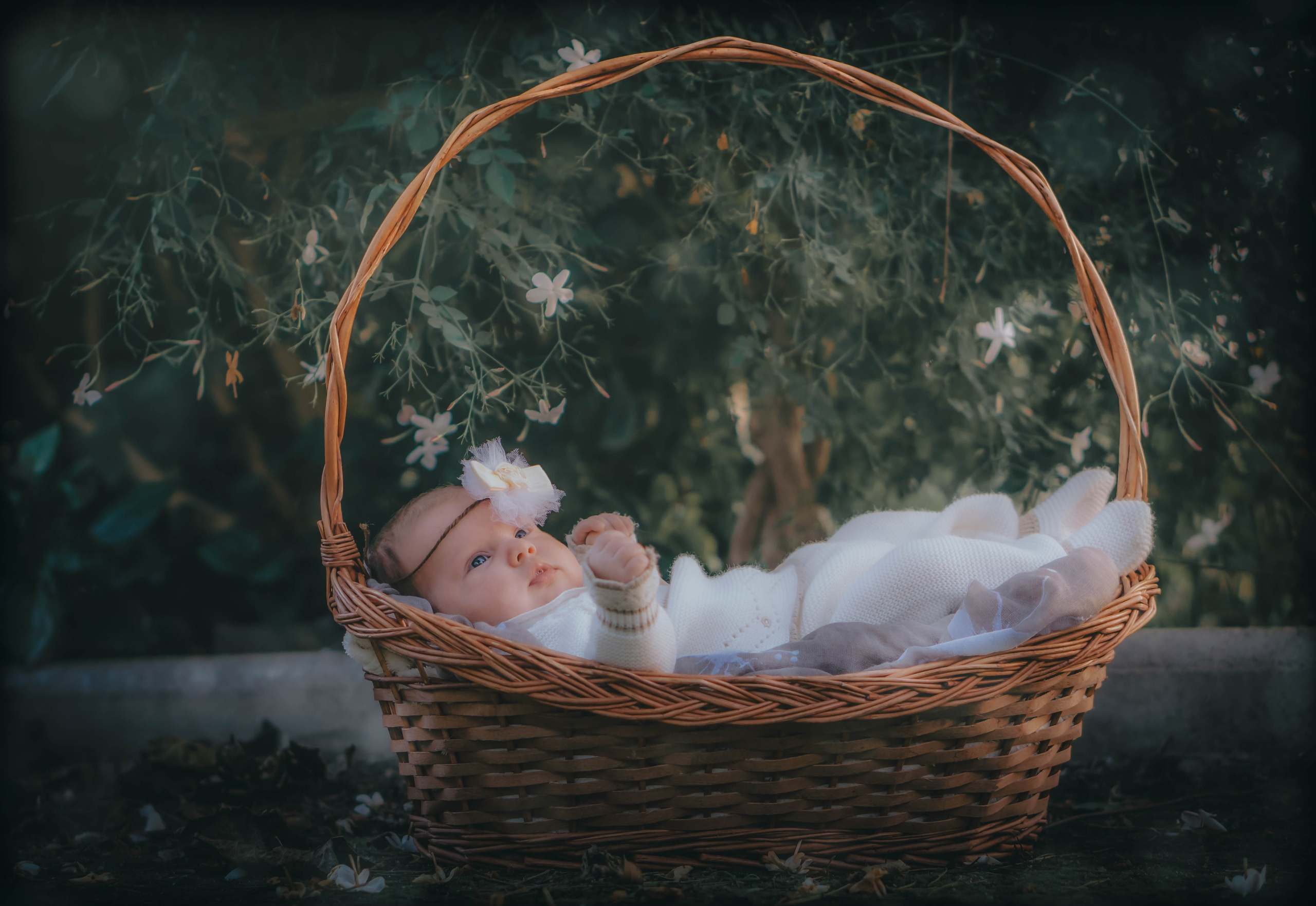 Olivia. Alba del Norte Studio