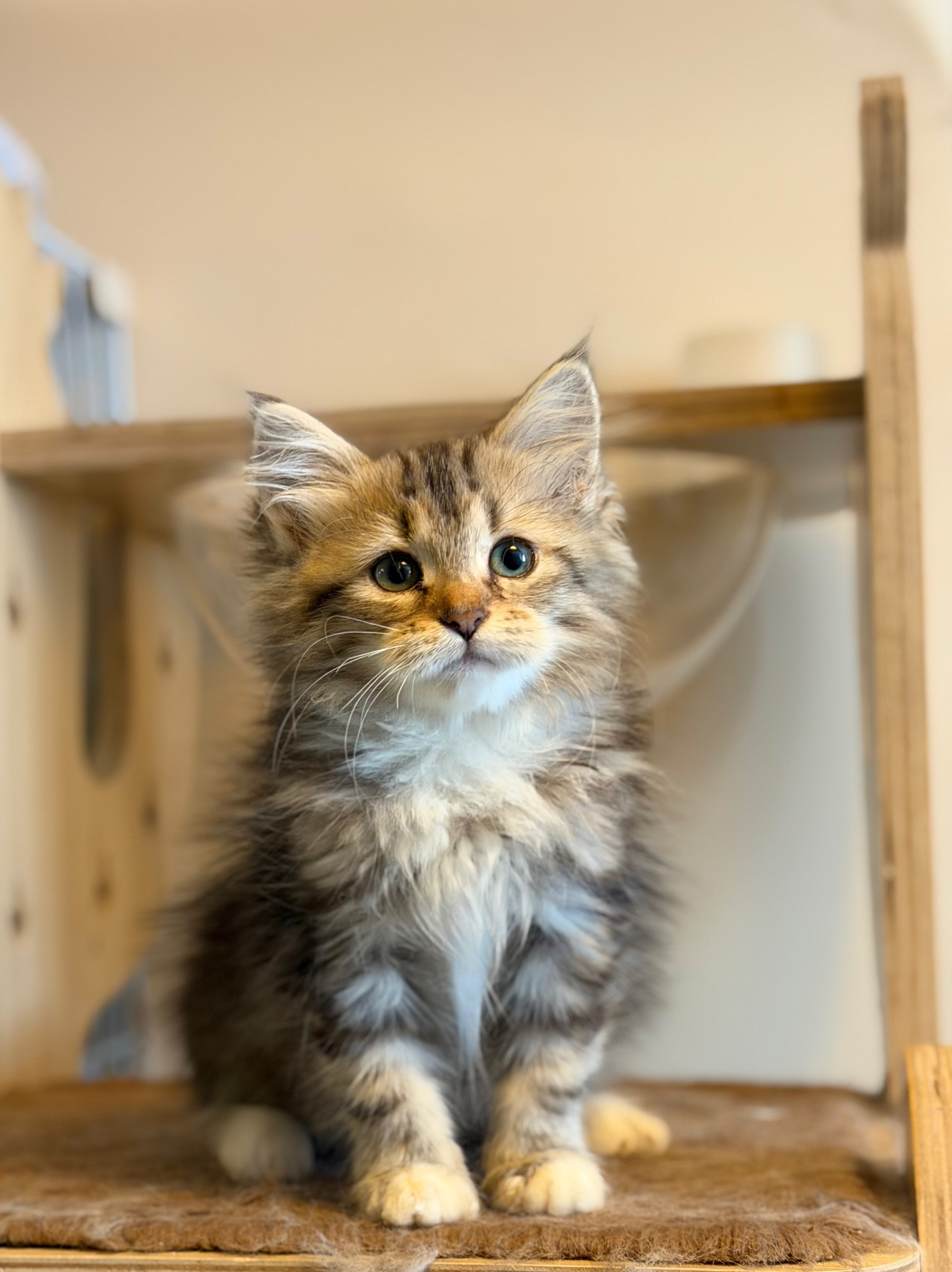 available - Danielle - Brown Classic Tabby & White Female