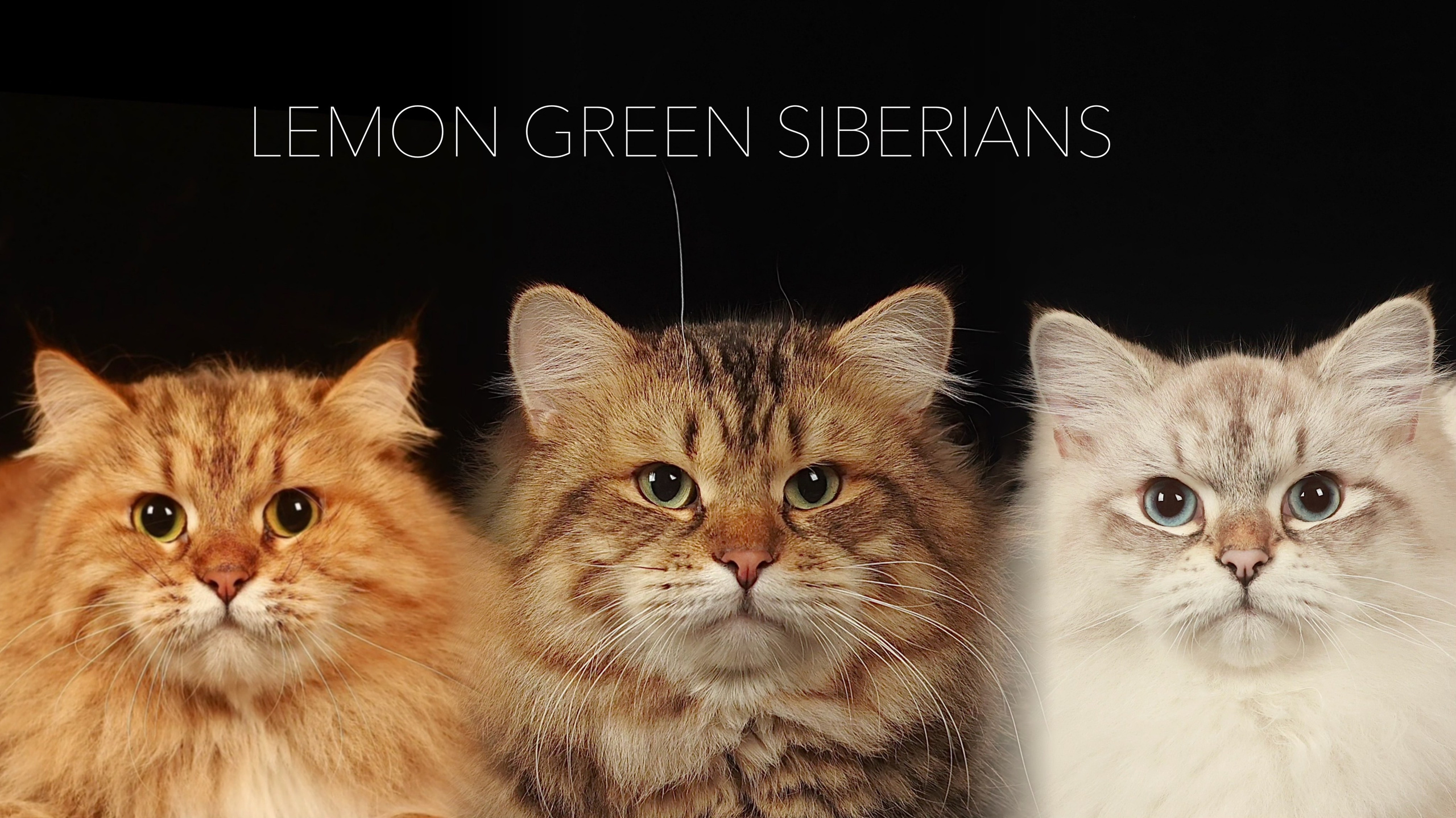 LEMON GREEN SIBERIANS 香港西伯利亞貓舍