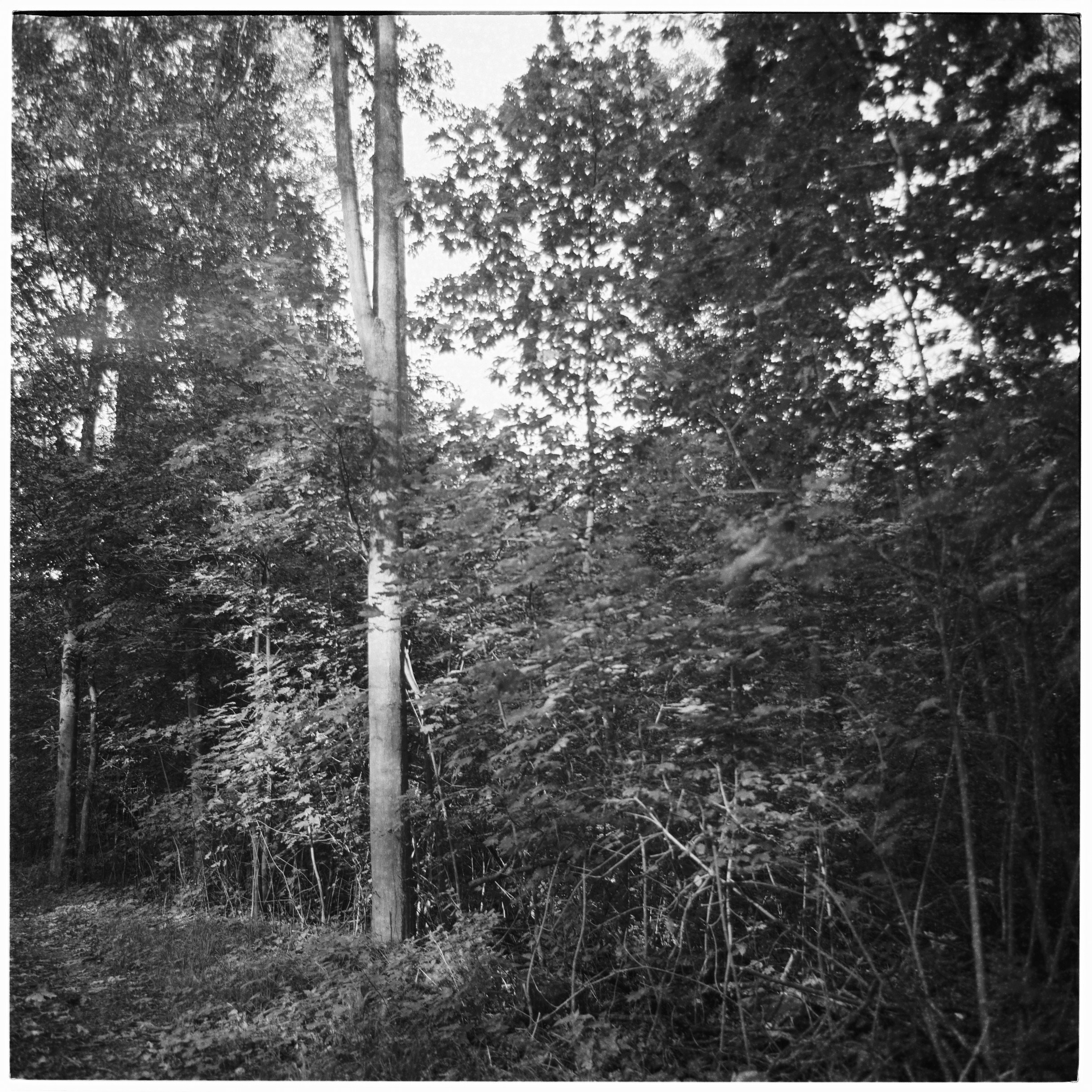 Analog Sketches. Anastasia Musinova