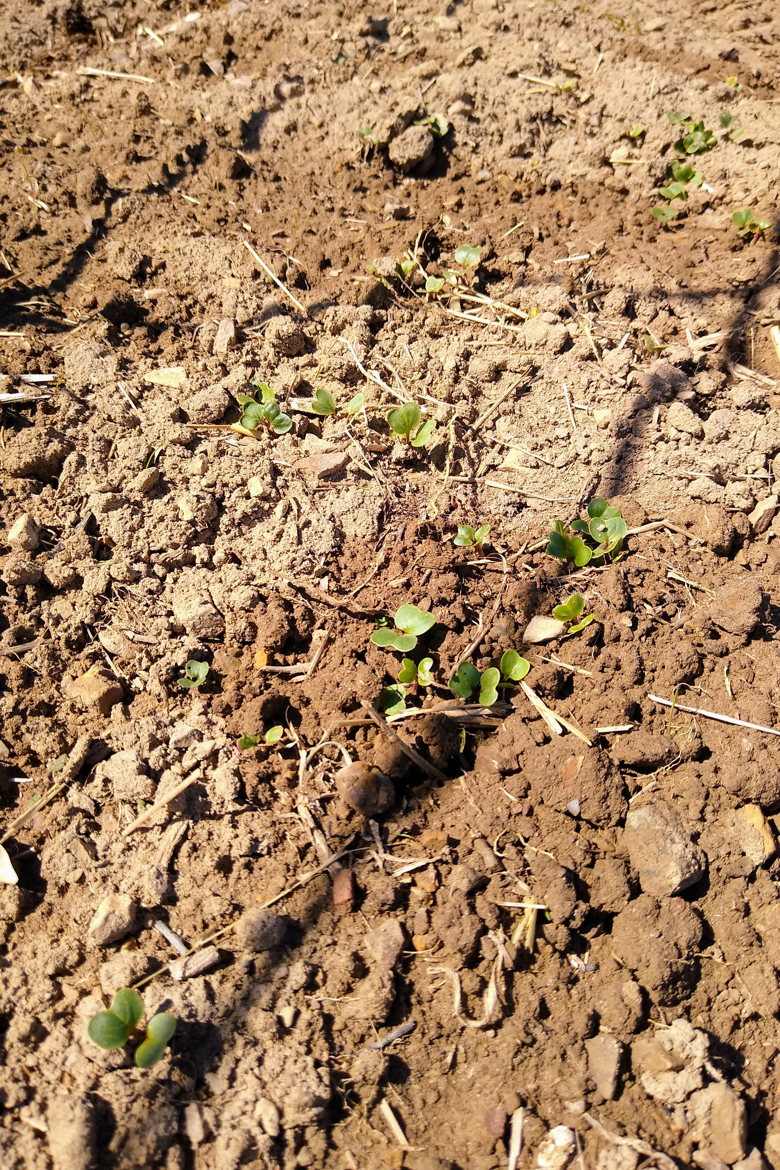 April. Kiki-Niki-Cha! Learn, play, and discover with us!