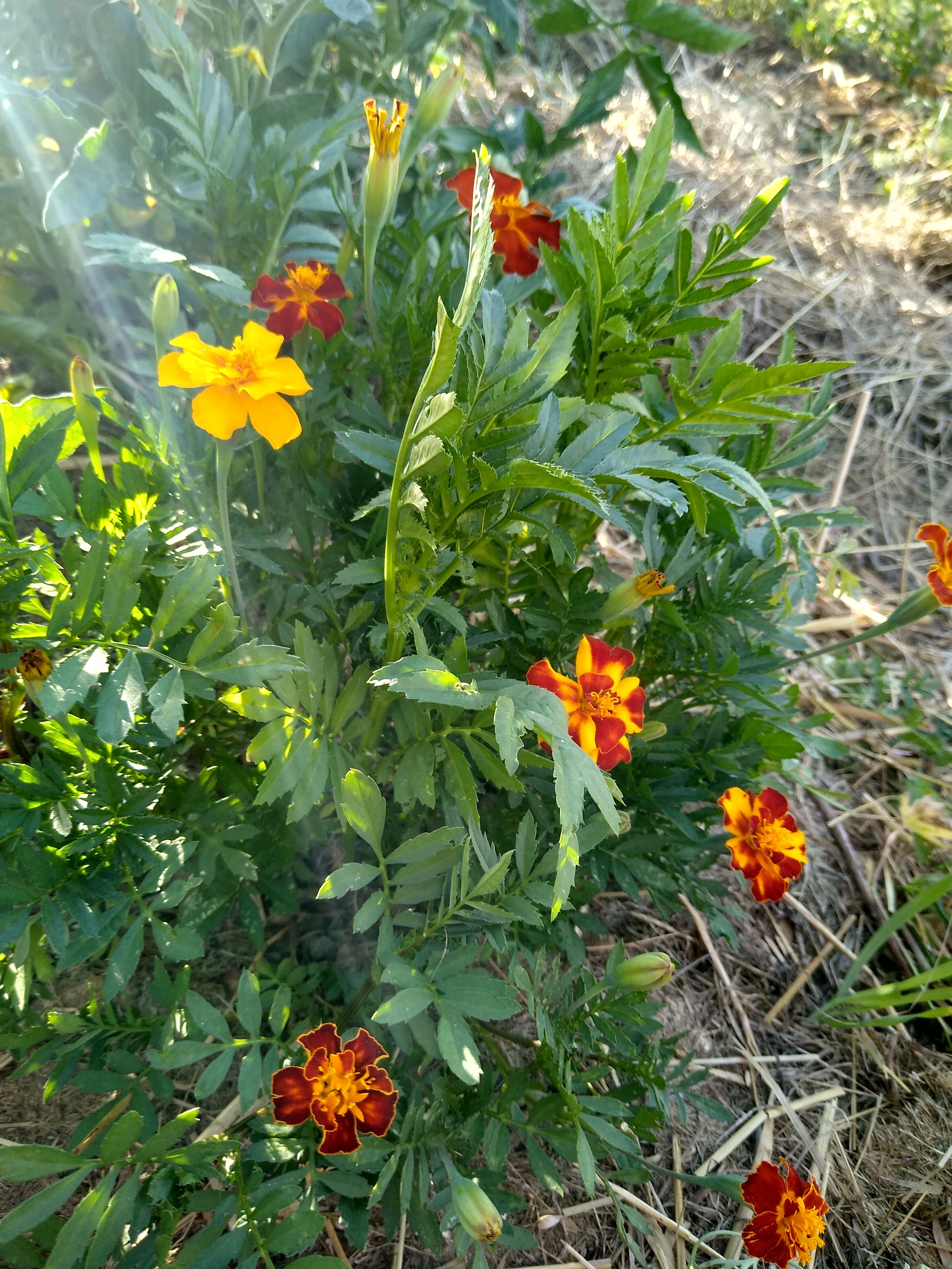 June. Kiki-Niki-Cha! Learn, play, and discover with us!