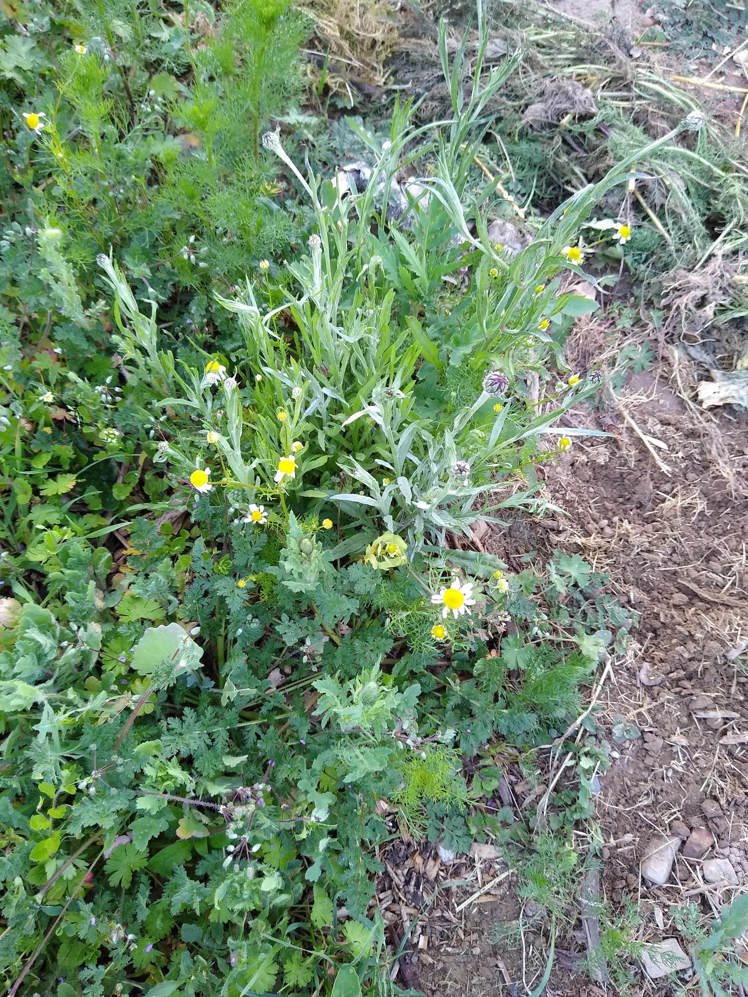 June. Kiki-Niki-Cha! Learn, play, and discover with us!