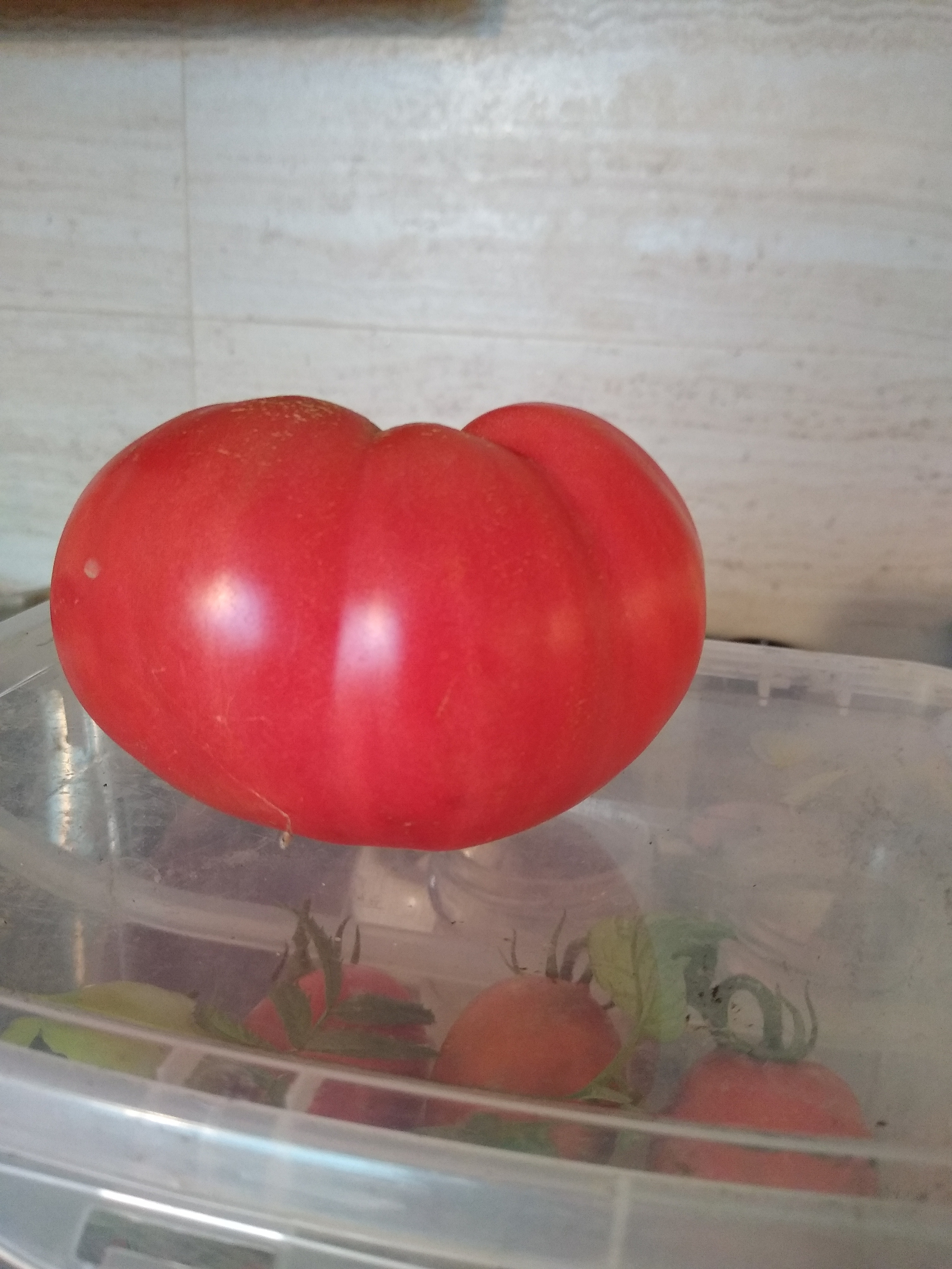 July. Kiki-Niki-Cha! Learn, play, and discover with us!