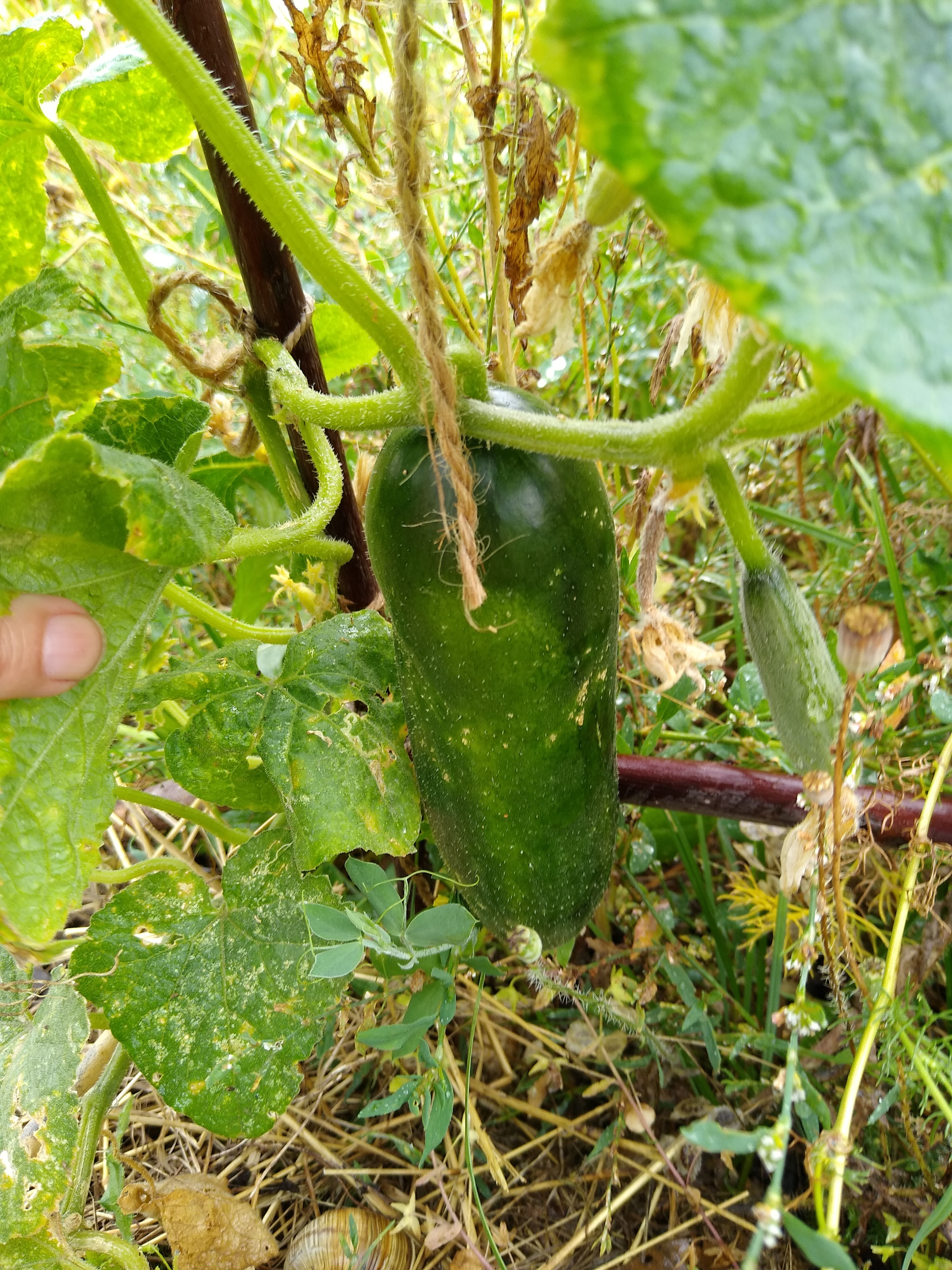 July. Kiki-Niki-Cha! Learn, play, and discover with us!