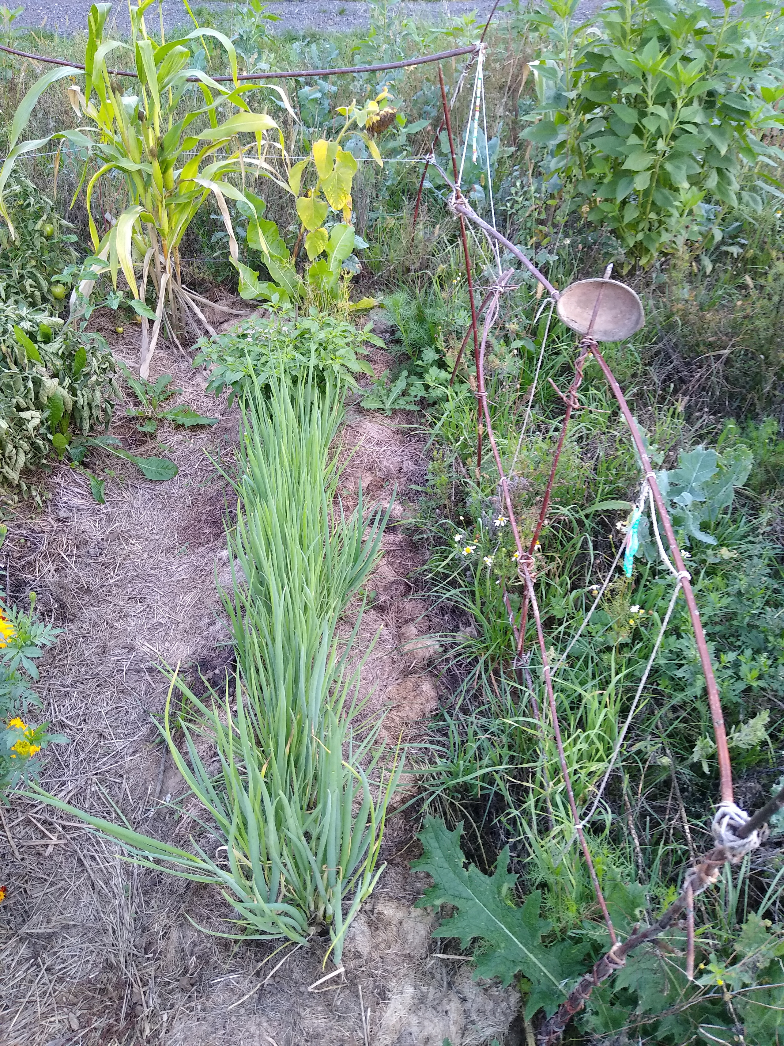 September. Kiki-Niki-Cha! Learn, play, and discover with us!