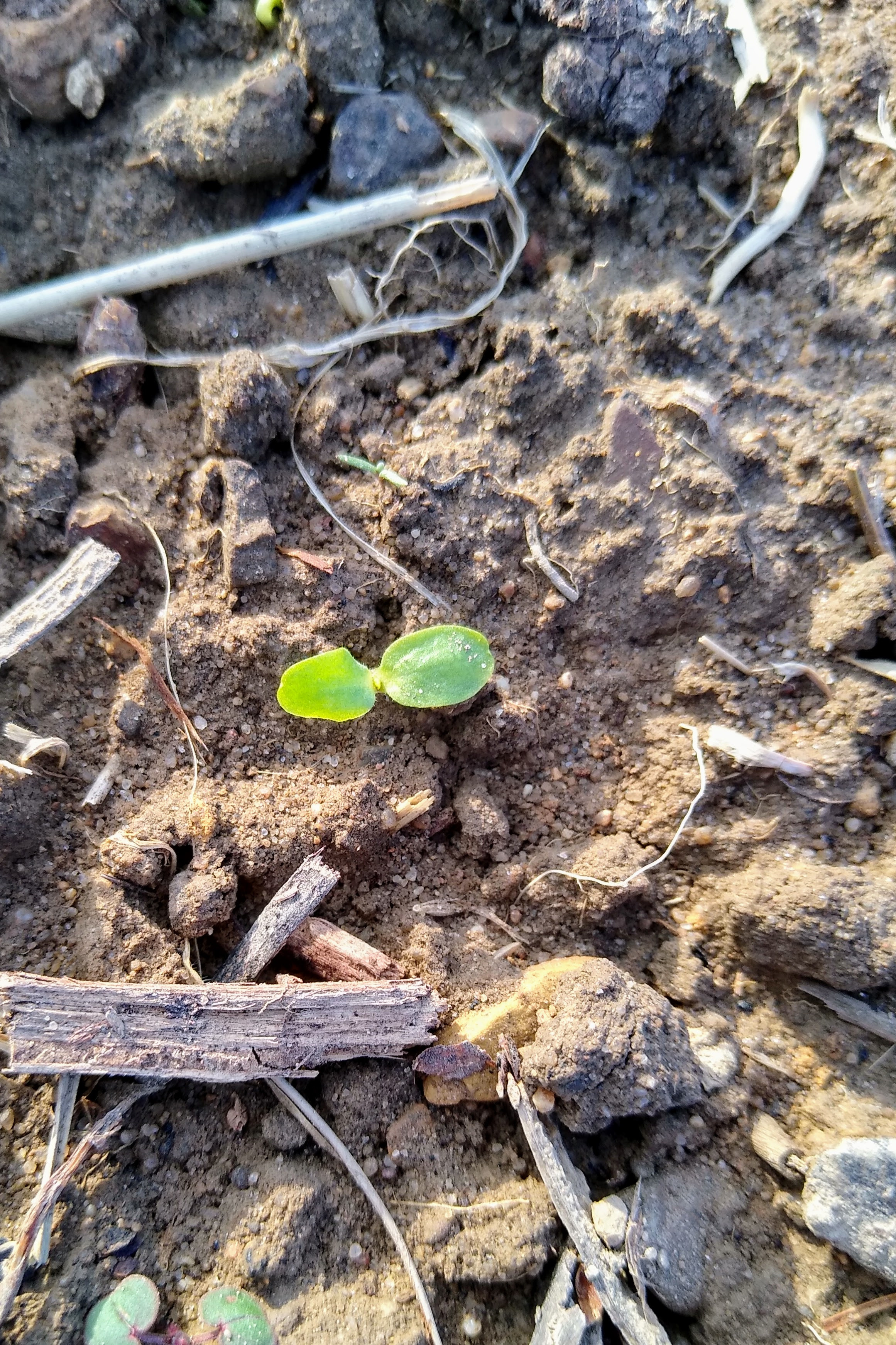 April. Kiki-Niki-Cha! Learn, play, and discover with us!