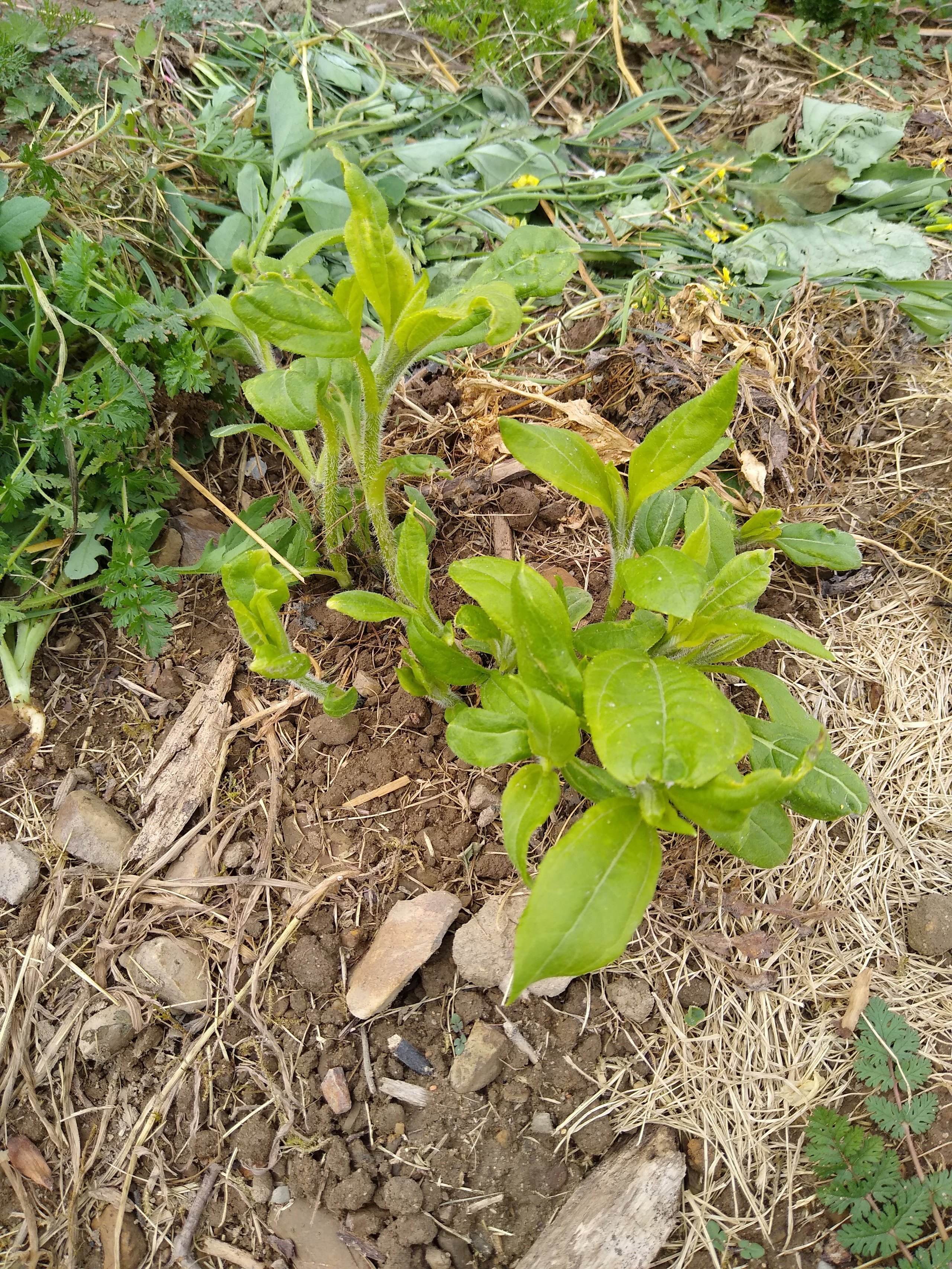 May. Kiki-Niki-Cha! Learn, play, and discover with us!