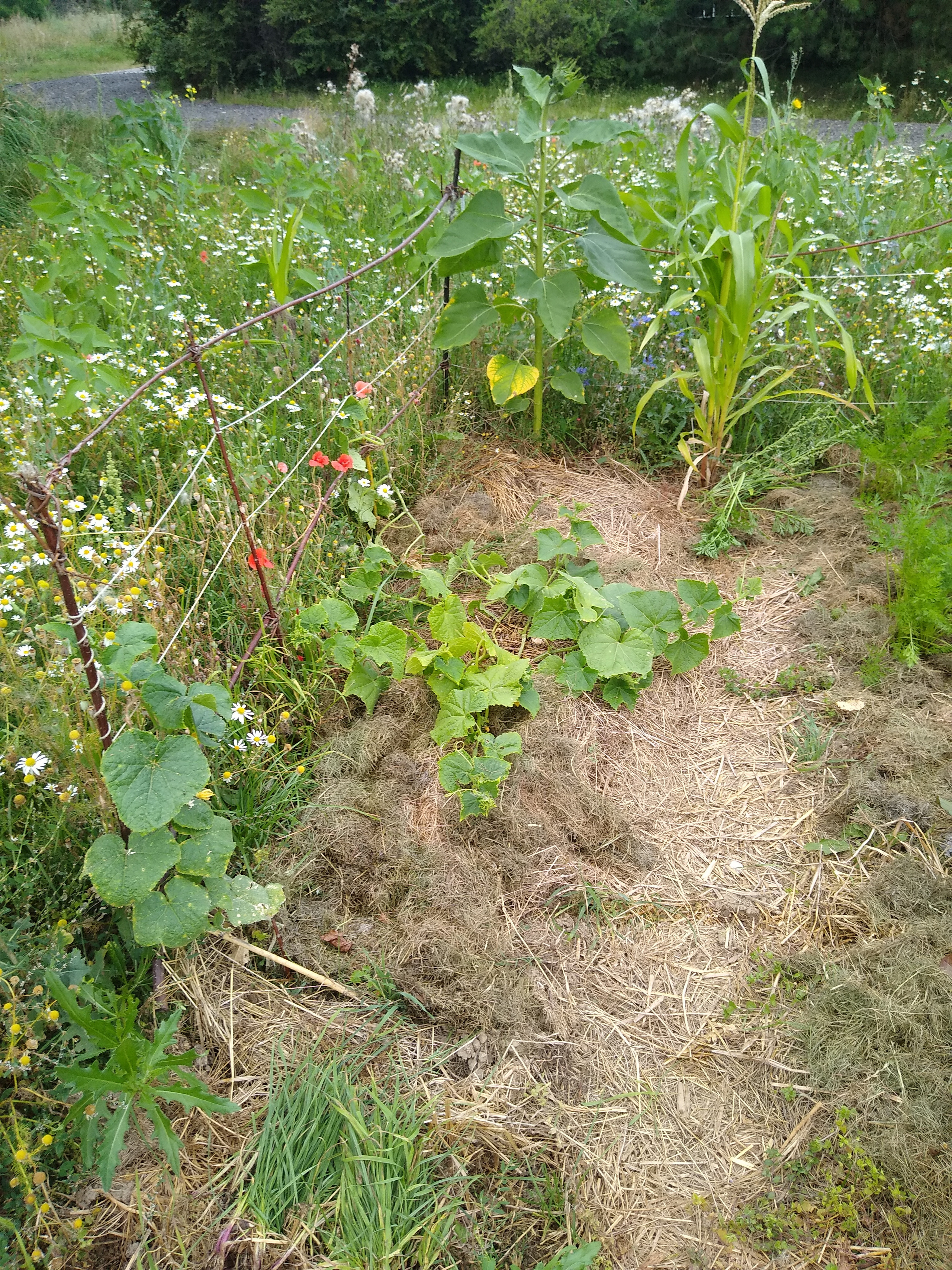 July. Kiki-Niki-Cha! Learn, play, and discover with us!