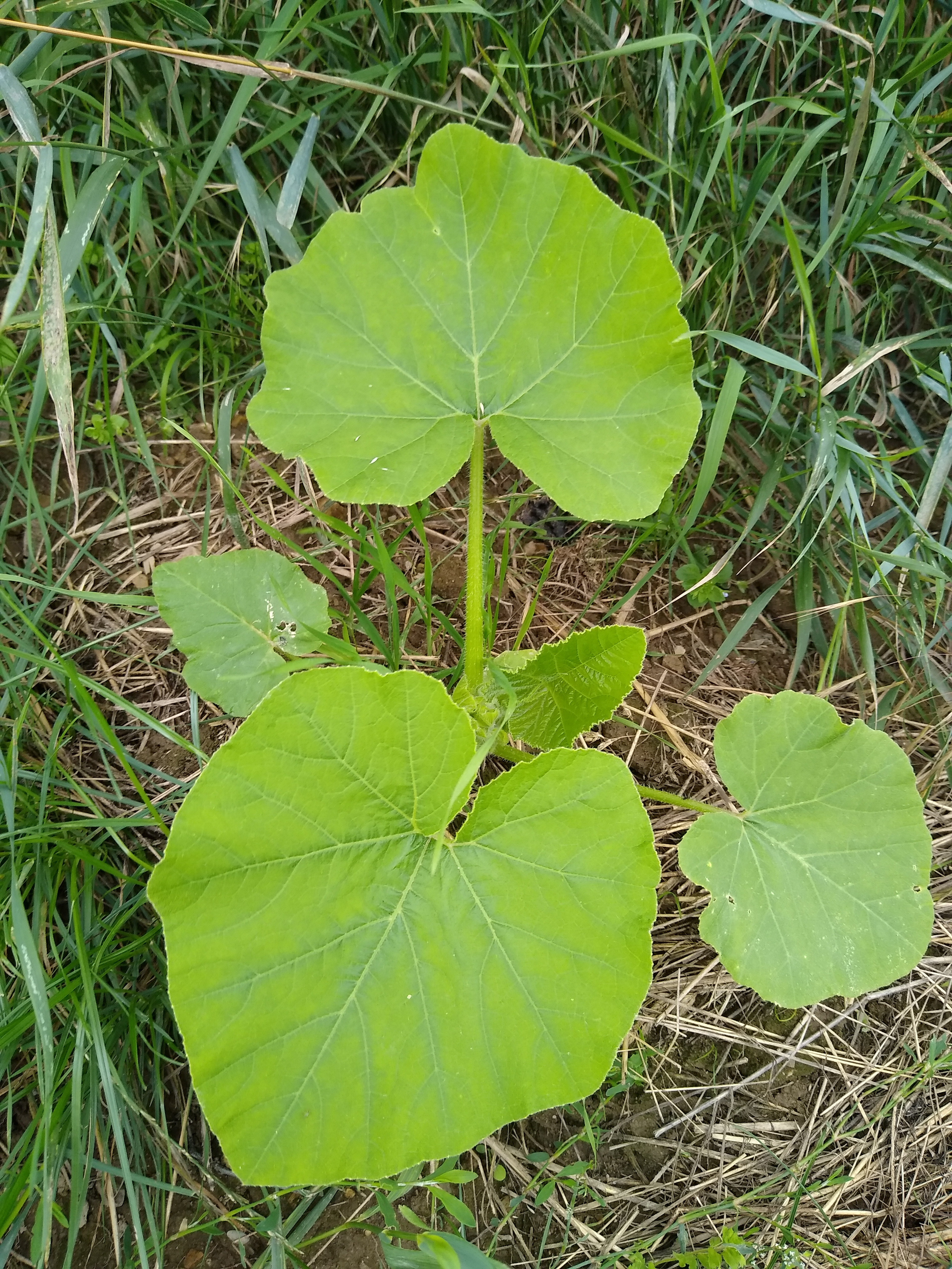 July. Kiki-Niki-Cha! Learn, play, and discover with us!