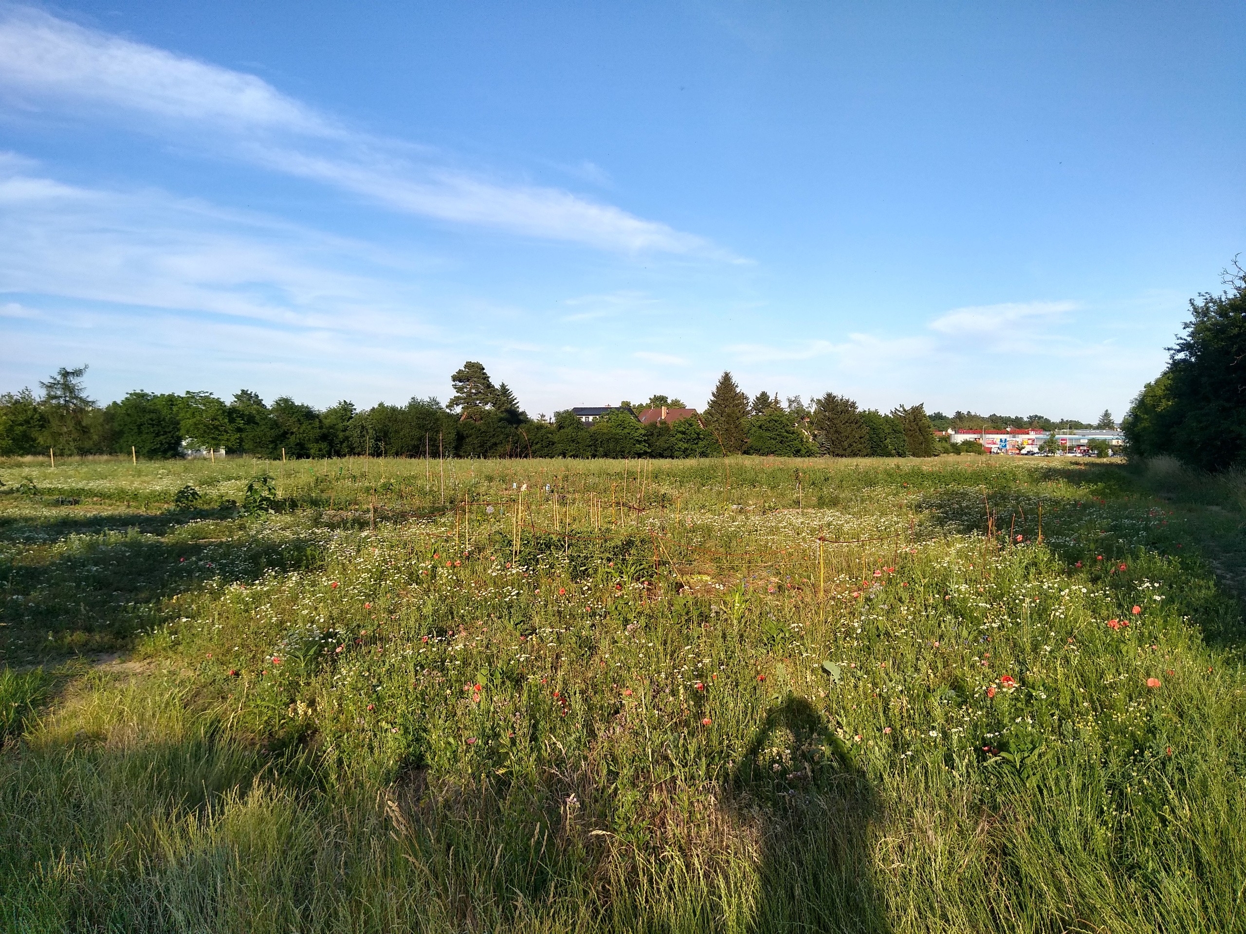 June. Kiki-Niki-Cha! Learn, play, and discover with us!