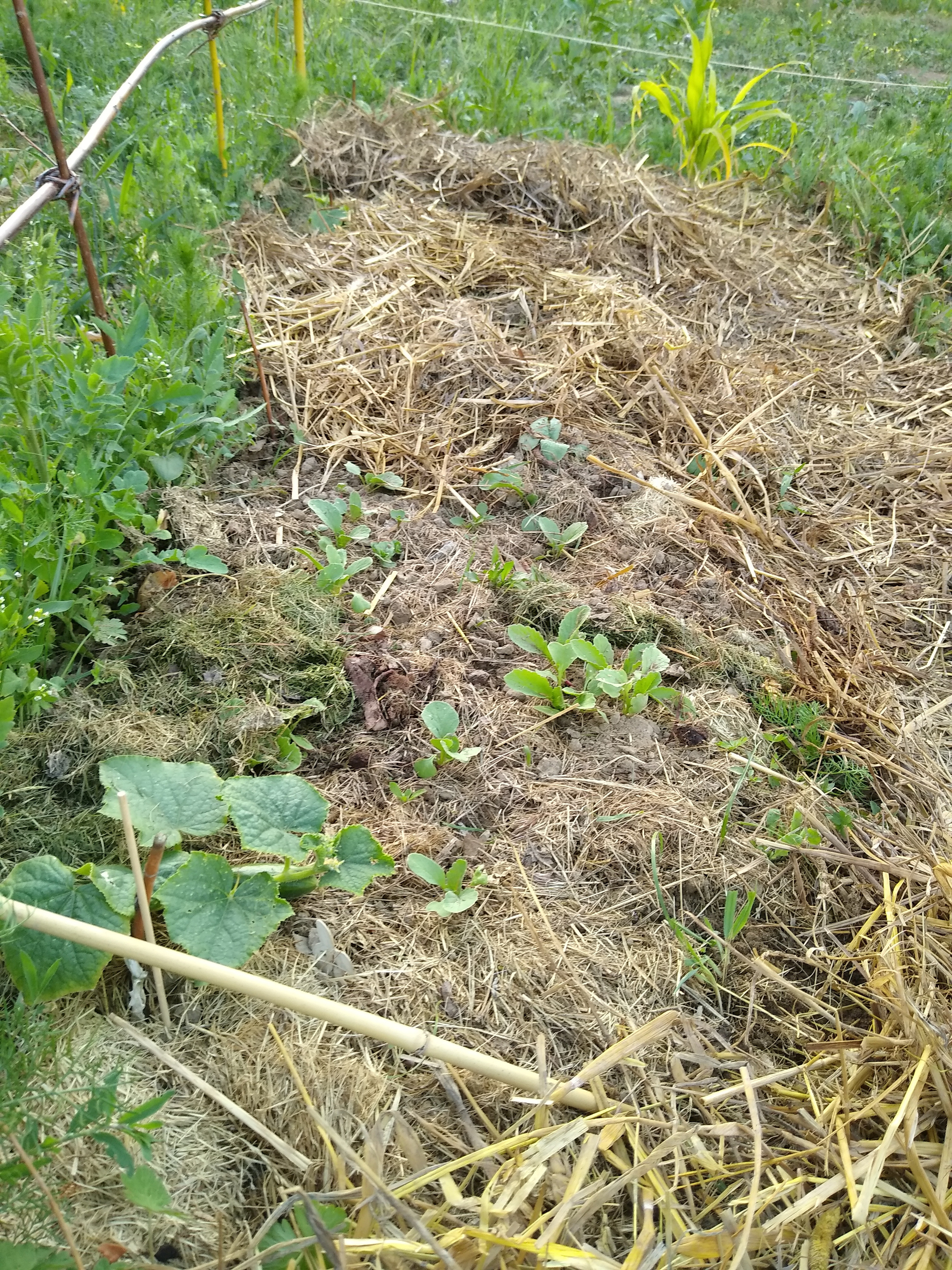 June. Kiki-Niki-Cha! Learn, play, and discover with us!