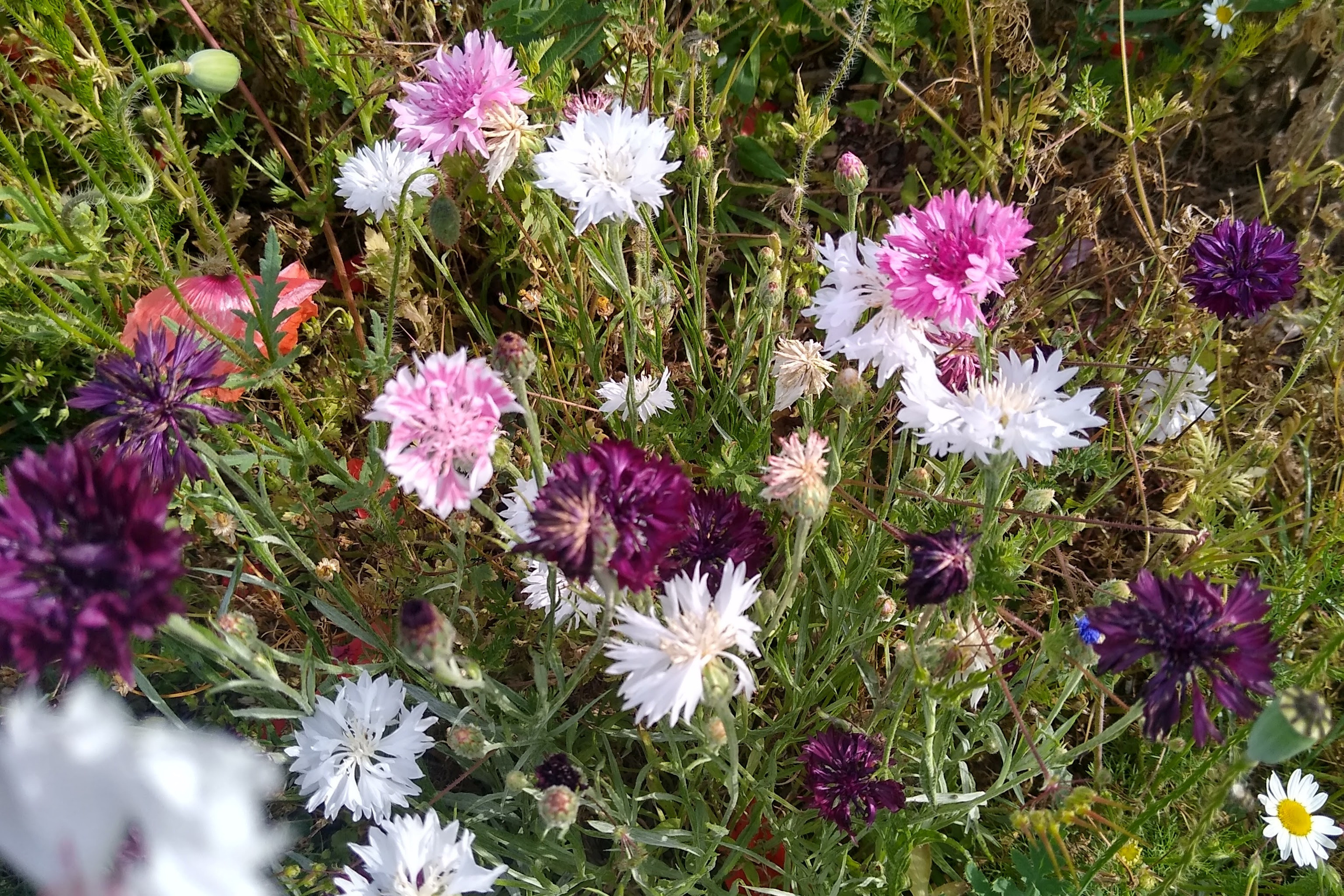 June. Kiki-Niki-Cha! Learn, play, and discover with us!