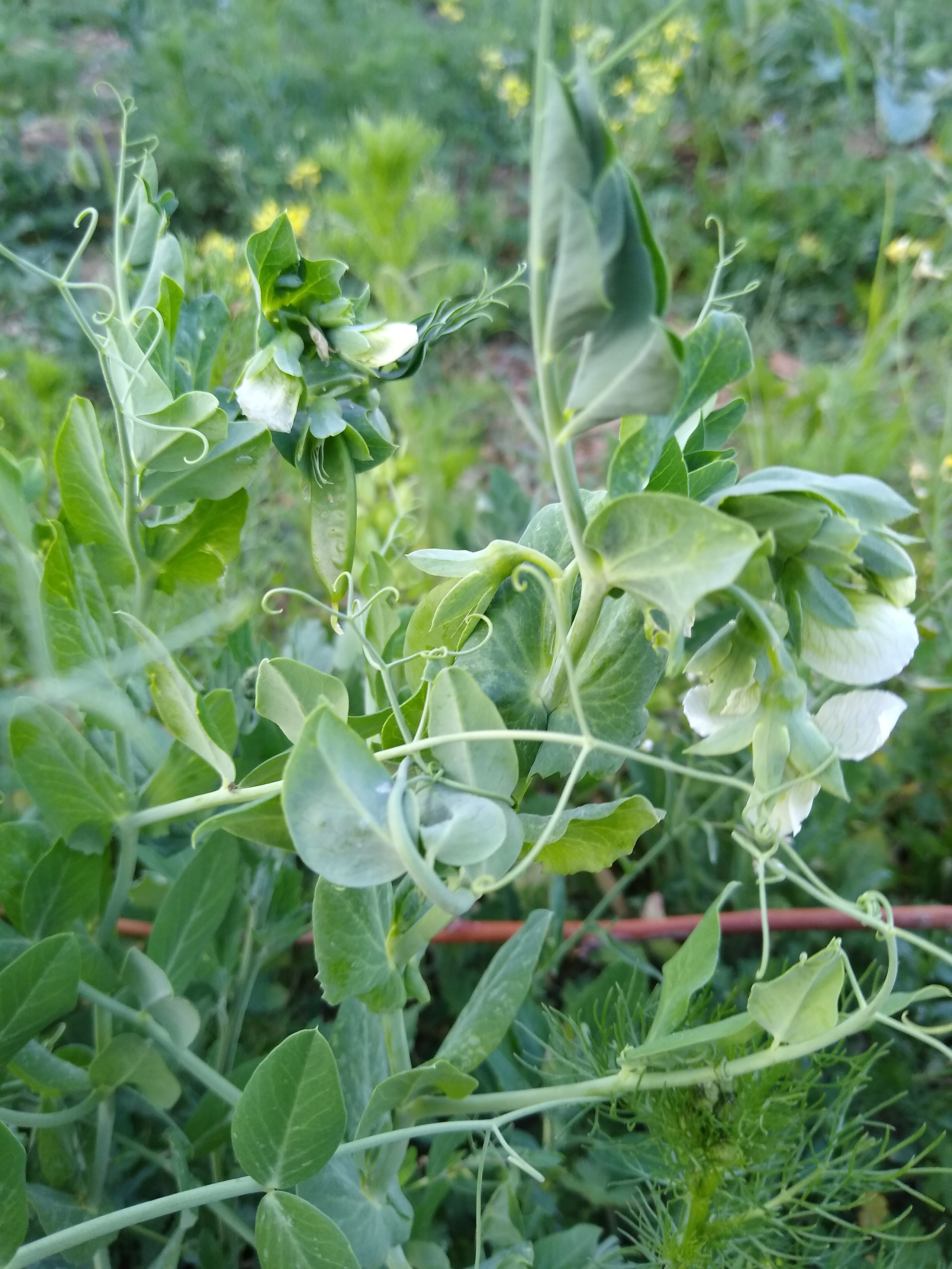 June. Kiki-Niki-Cha! Learn, play, and discover with us!