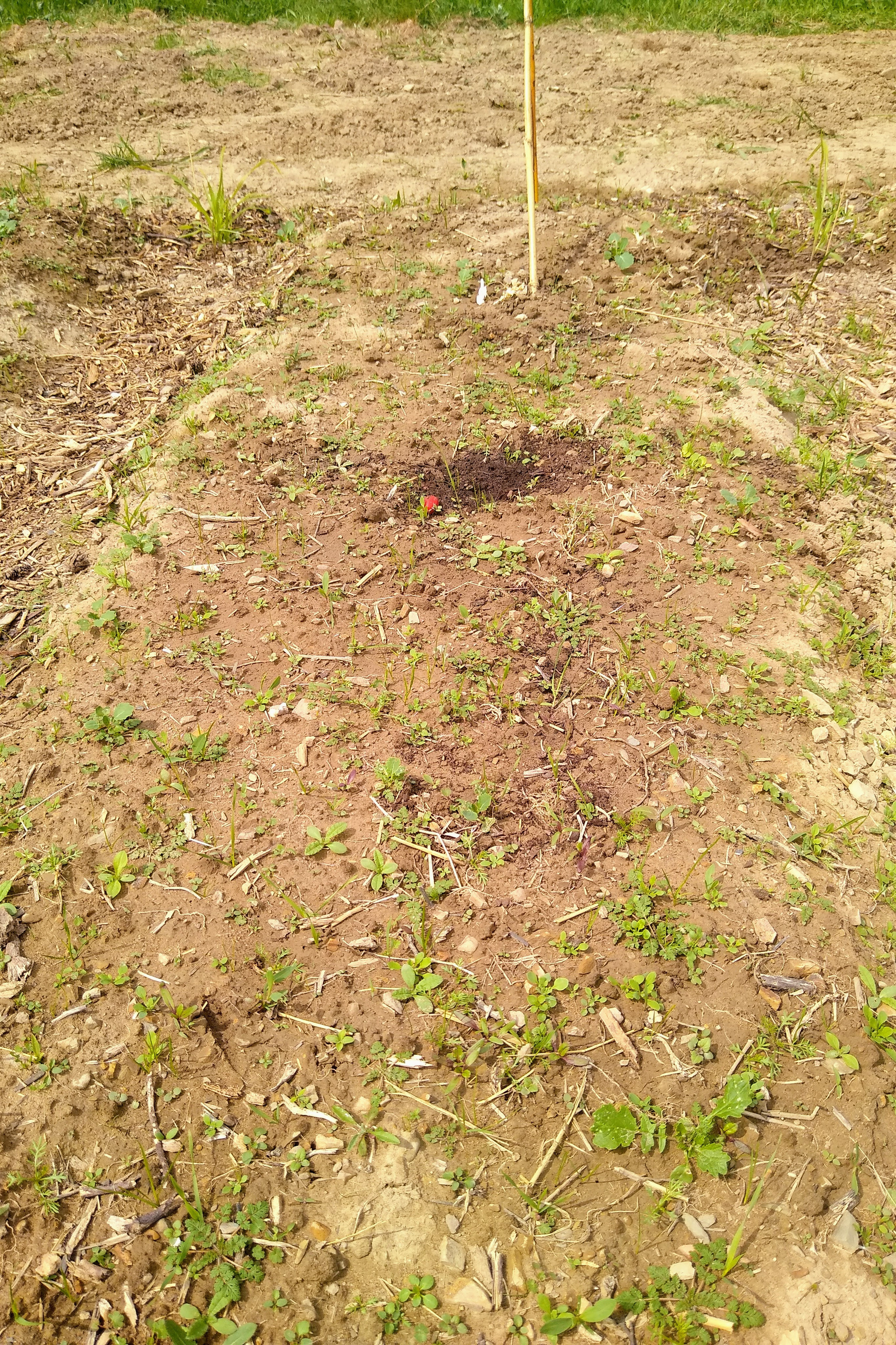 May. Kiki-Niki-Cha! Learn, play, and discover with us!