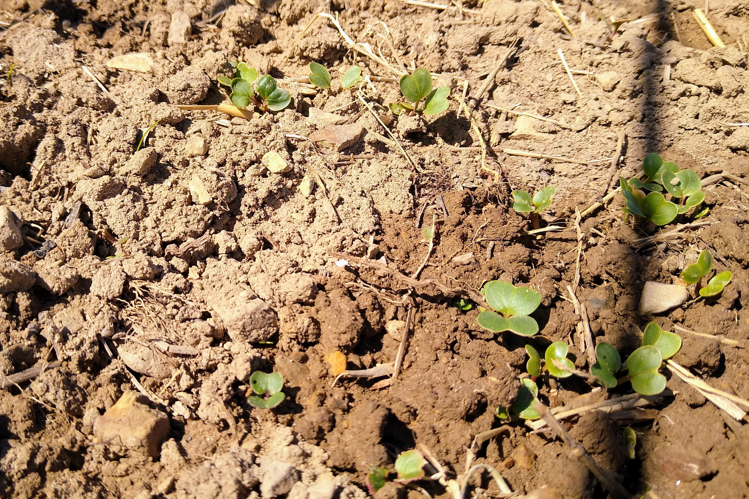 April. Kiki-Niki-Cha! Learn, play, and discover with us!