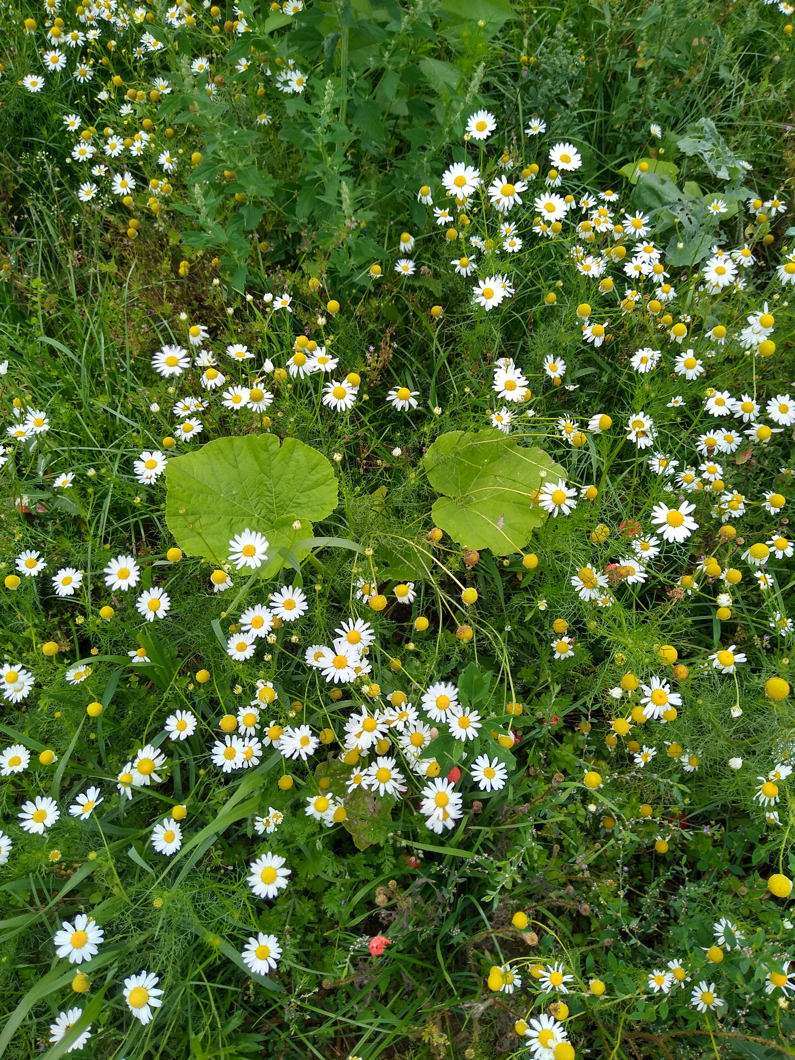 July. Kiki-Niki-Cha! Learn, play, and discover with us!