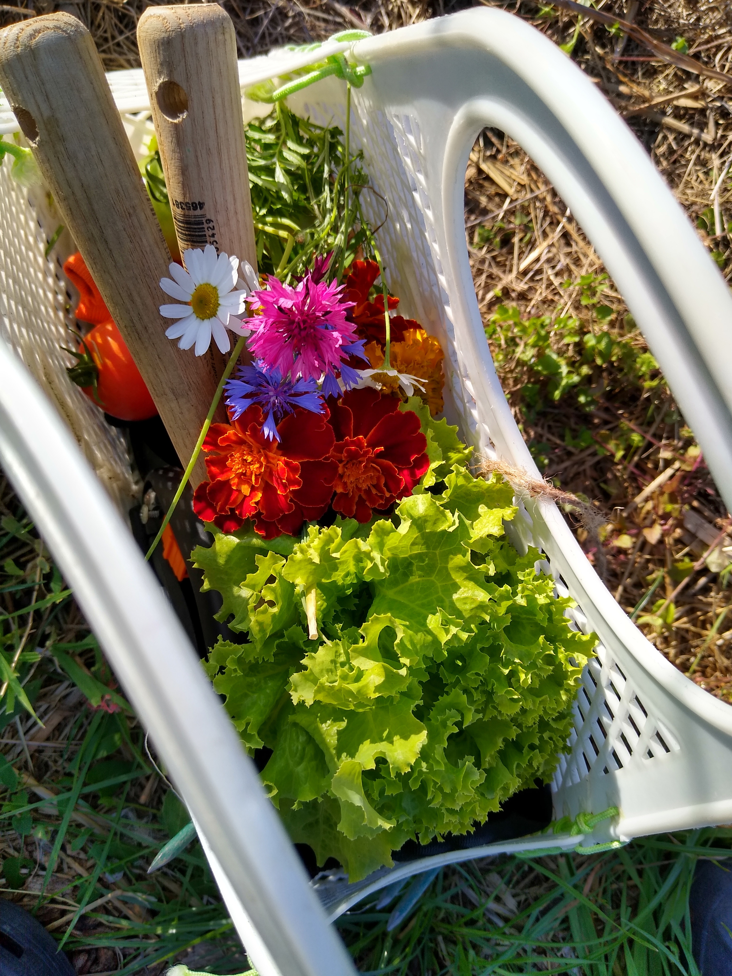 July. Kiki-Niki-Cha! Learn, play, and discover with us!