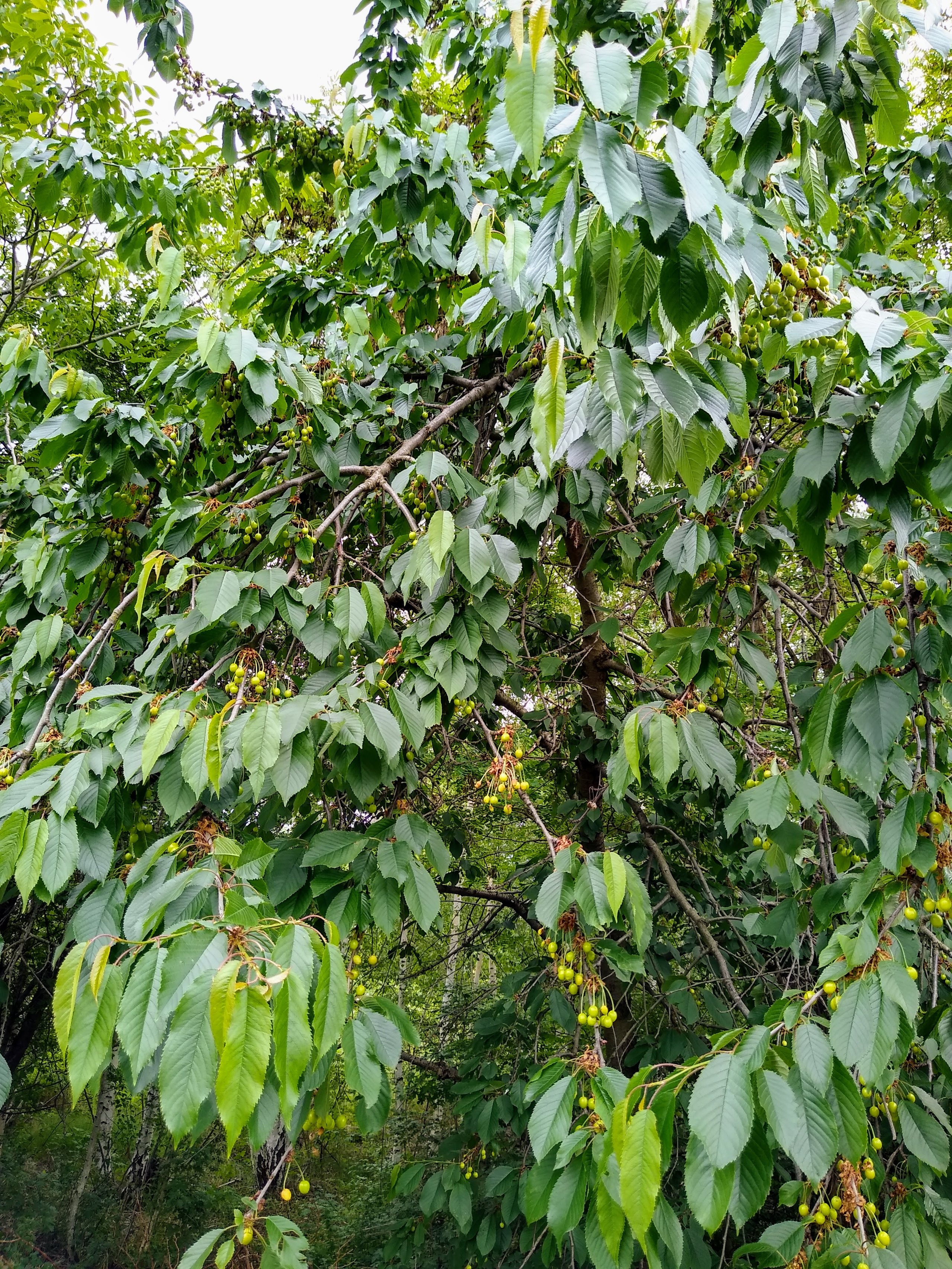 May. Kiki-Niki-Cha! Learn, play, and discover with us!