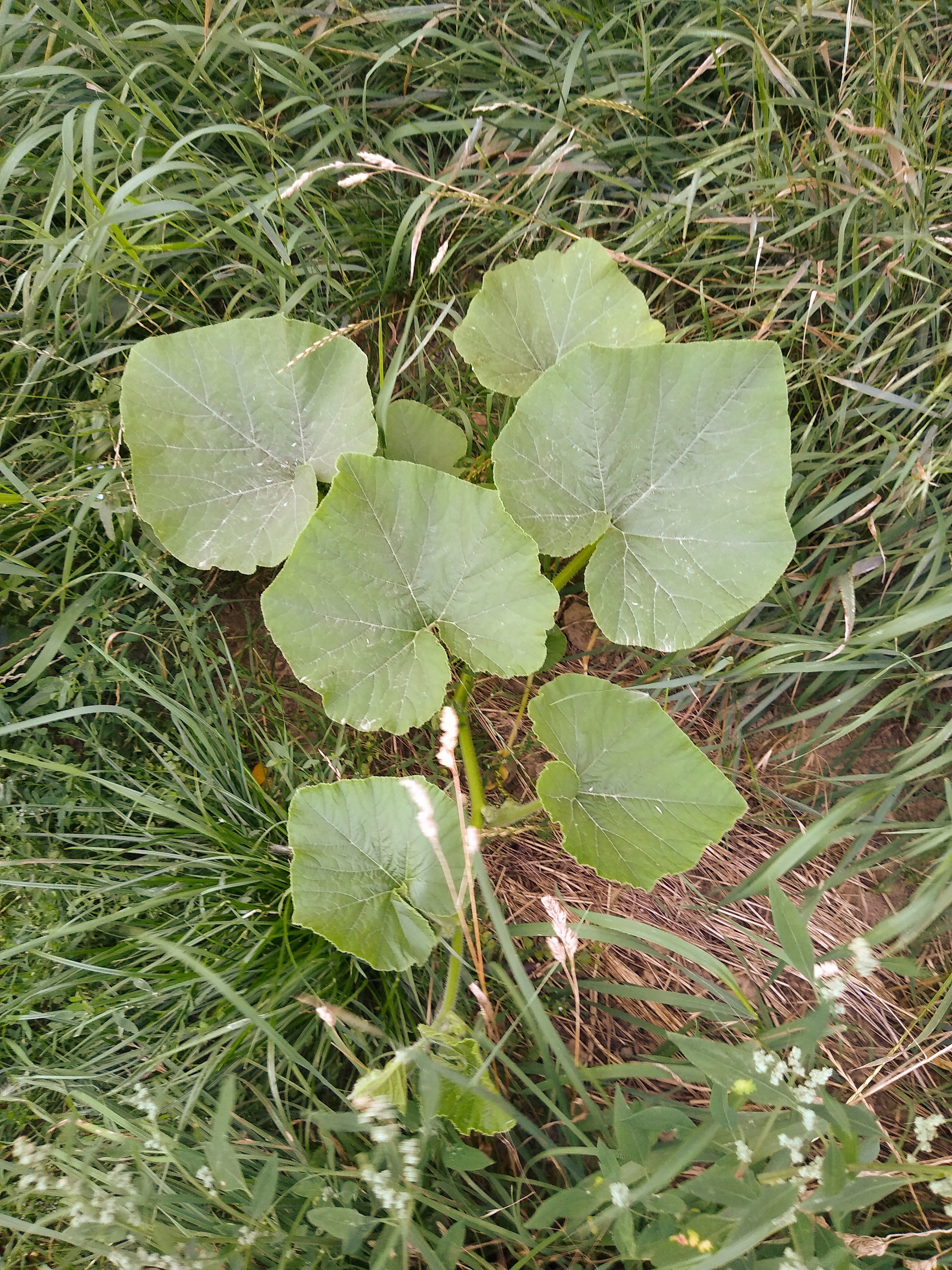 July. Kiki-Niki-Cha! Learn, play, and discover with us!