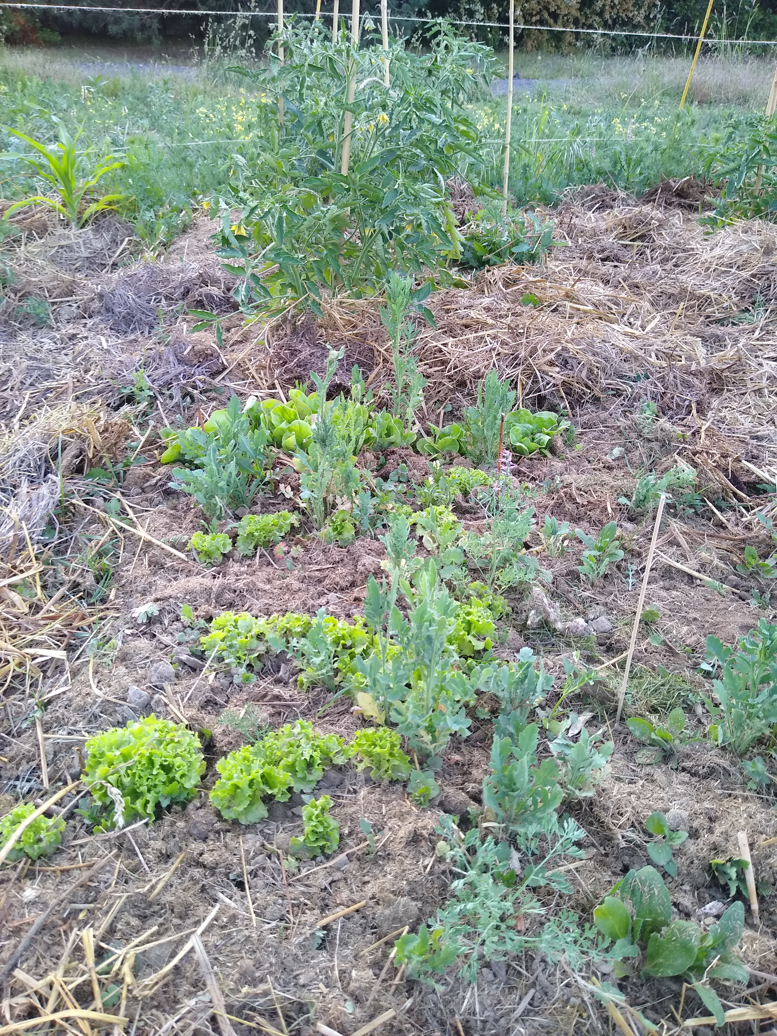 June. Kiki-Niki-Cha! Learn, play, and discover with us!