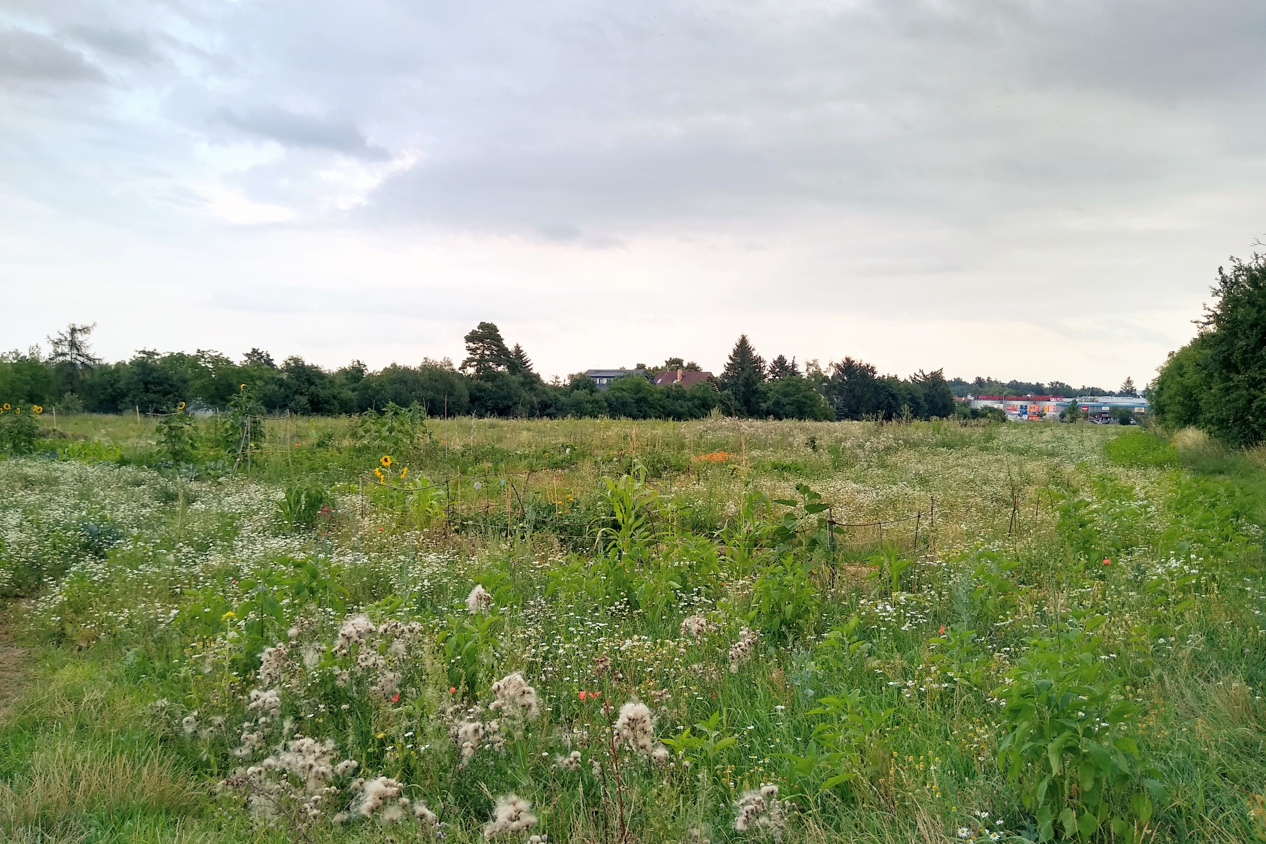 July. Kiki-Niki-Cha! Learn, play, and discover with us!