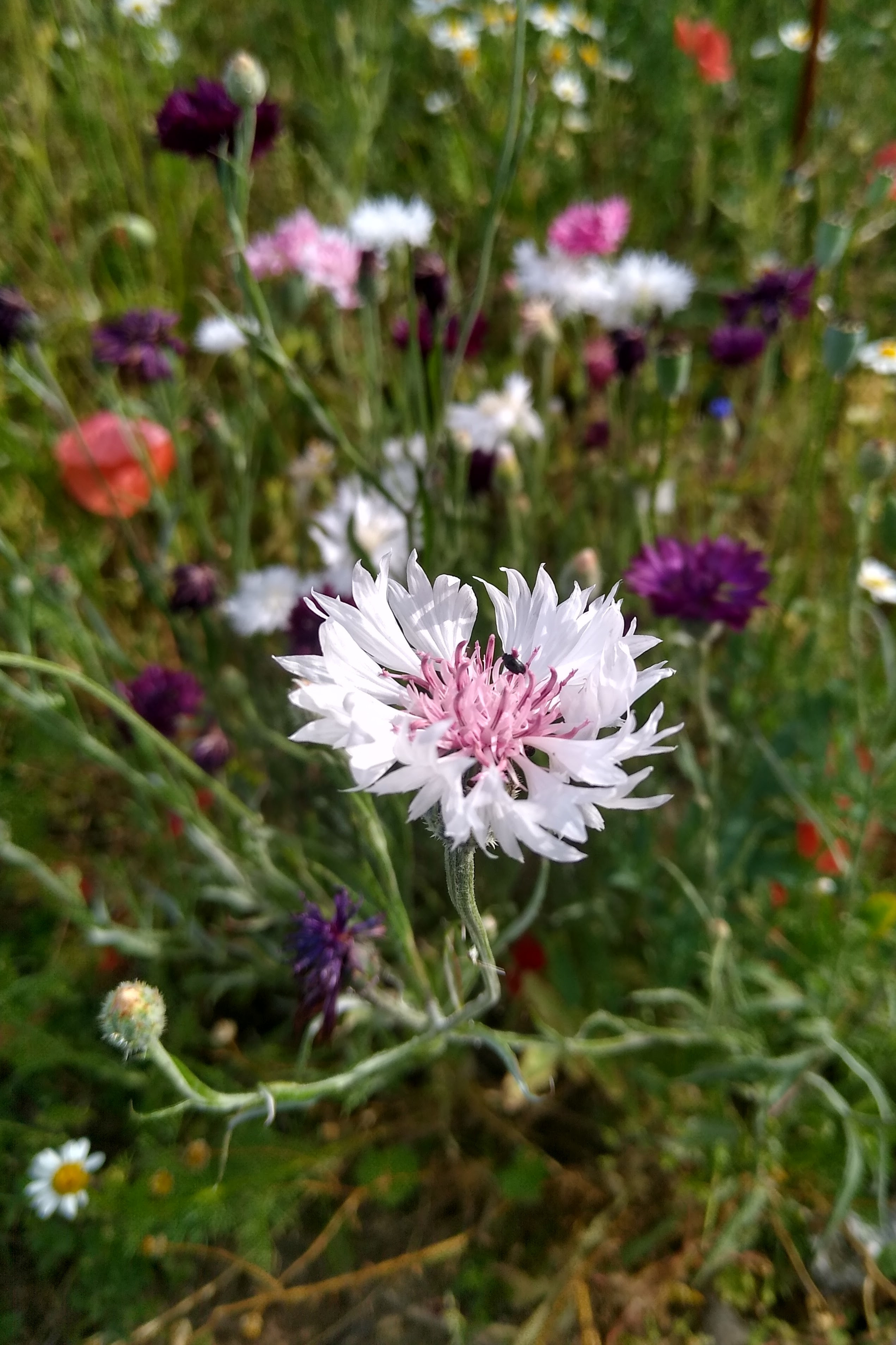 June. Kiki-Niki-Cha! Learn, play, and discover with us!