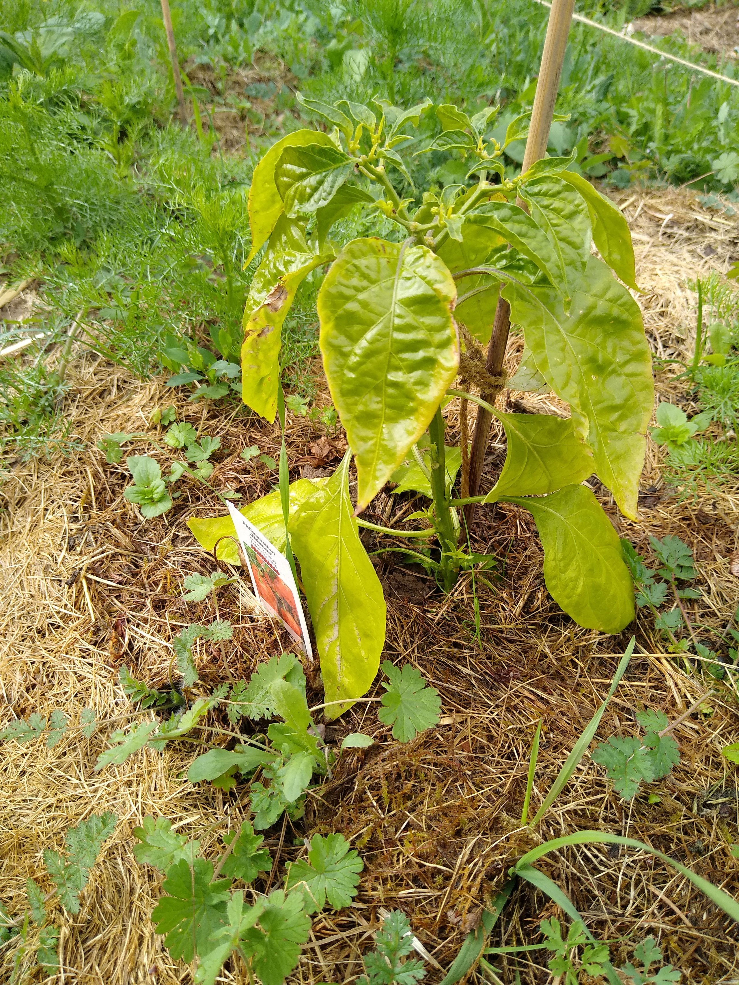 May. Kiki-Niki-Cha! Learn, play, and discover with us!