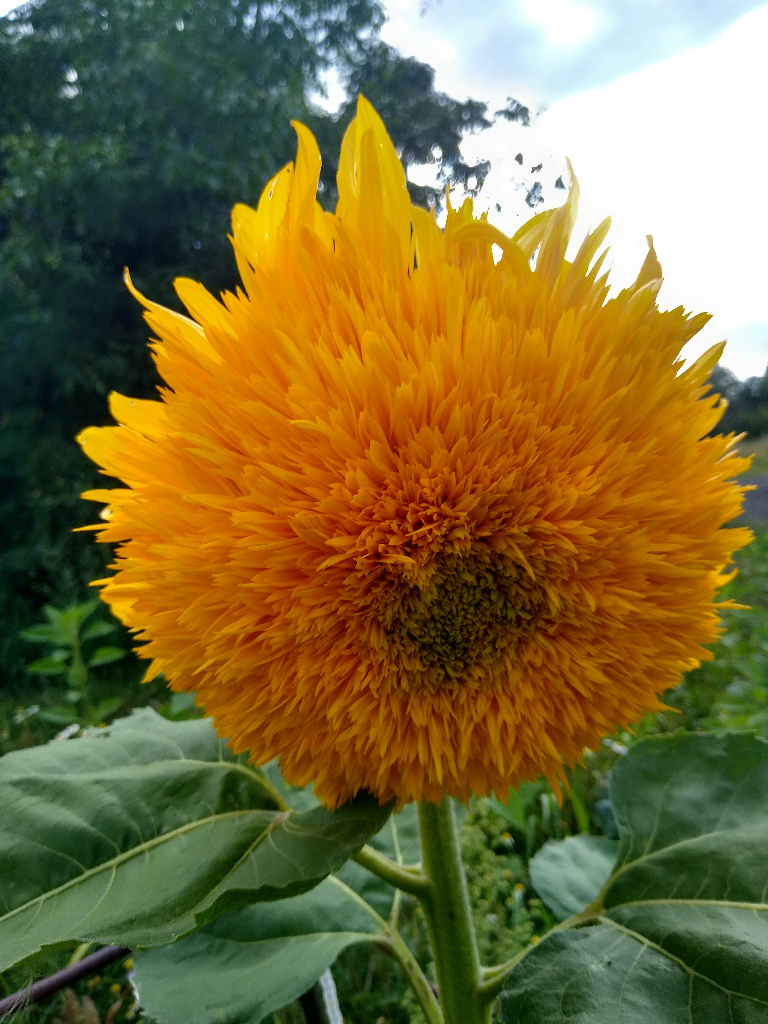 July. Kiki-Niki-Cha! Learn, play, and discover with us!