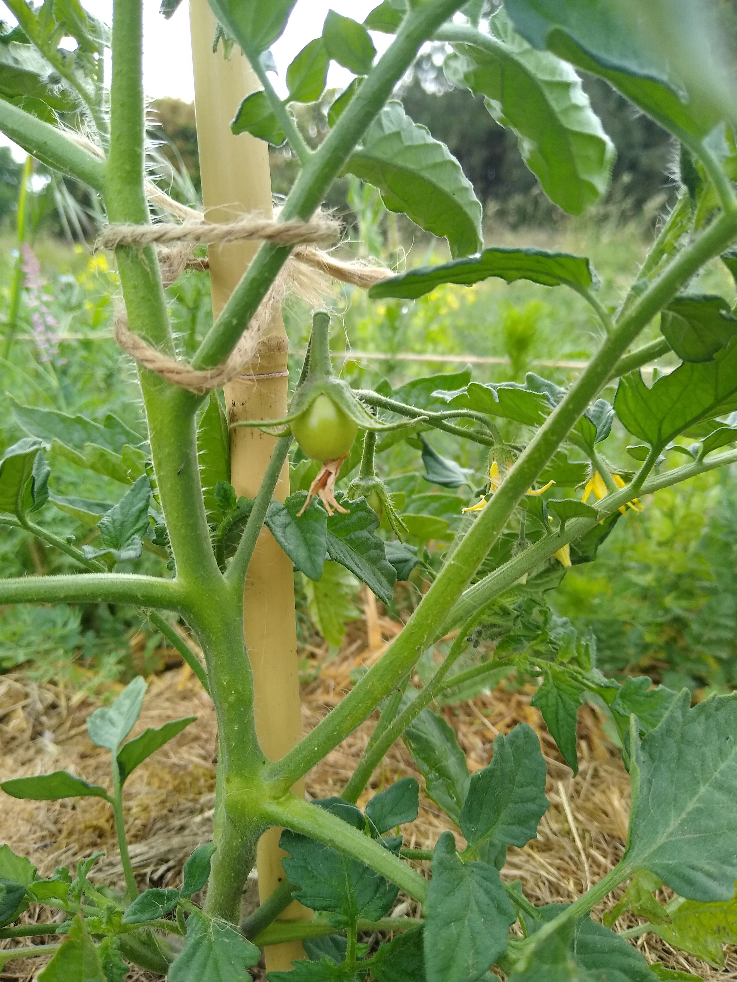 June. Kiki-Niki-Cha! Learn, play, and discover with us!