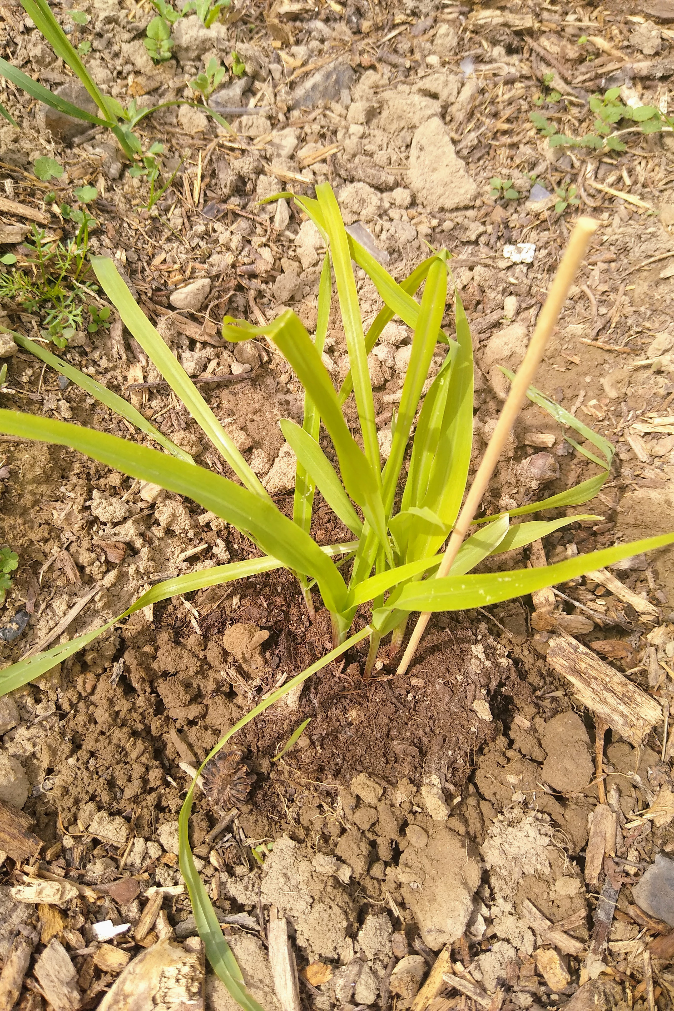 May. Kiki-Niki-Cha! Learn, play, and discover with us!