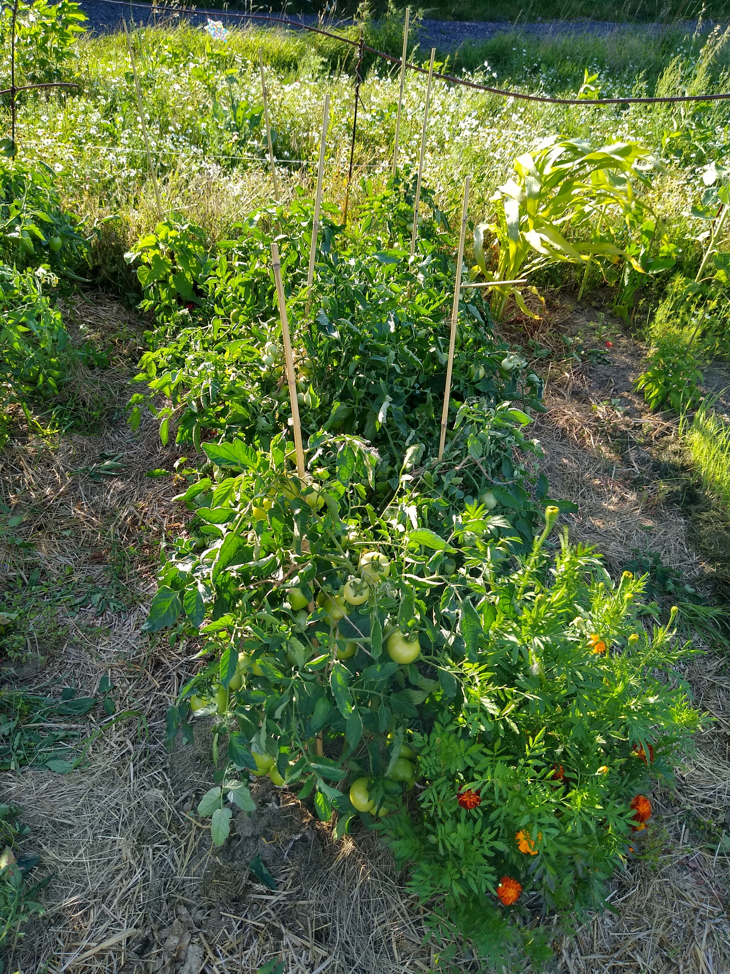 July. Kiki-Niki-Cha! Learn, play, and discover with us!