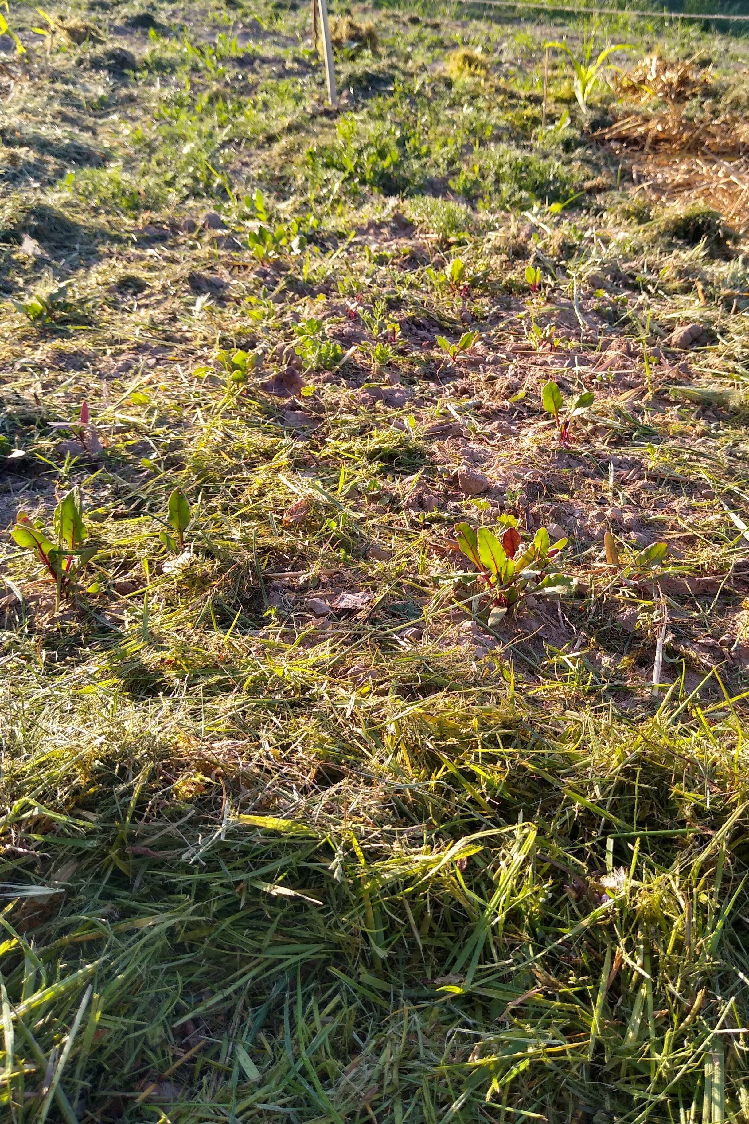 May. Kiki-Niki-Cha! Learn, play, and discover with us!