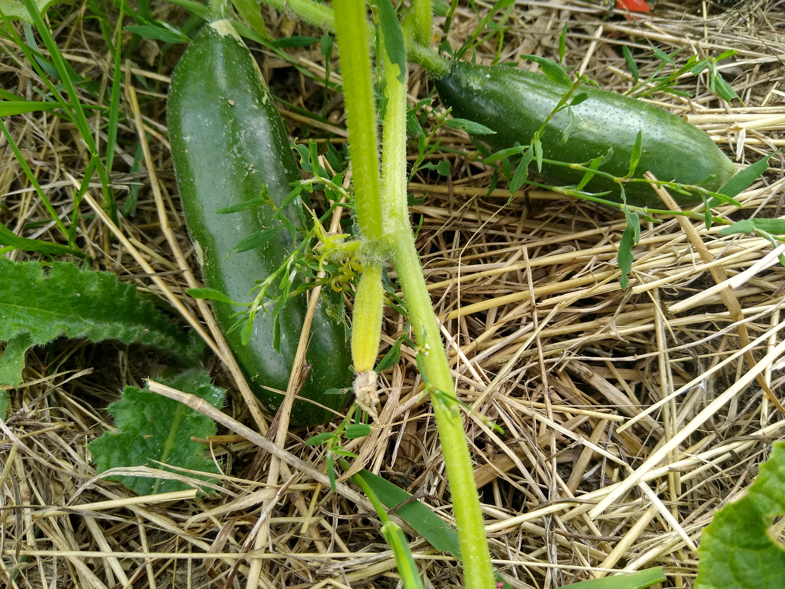 July. Kiki-Niki-Cha! Learn, play, and discover with us!