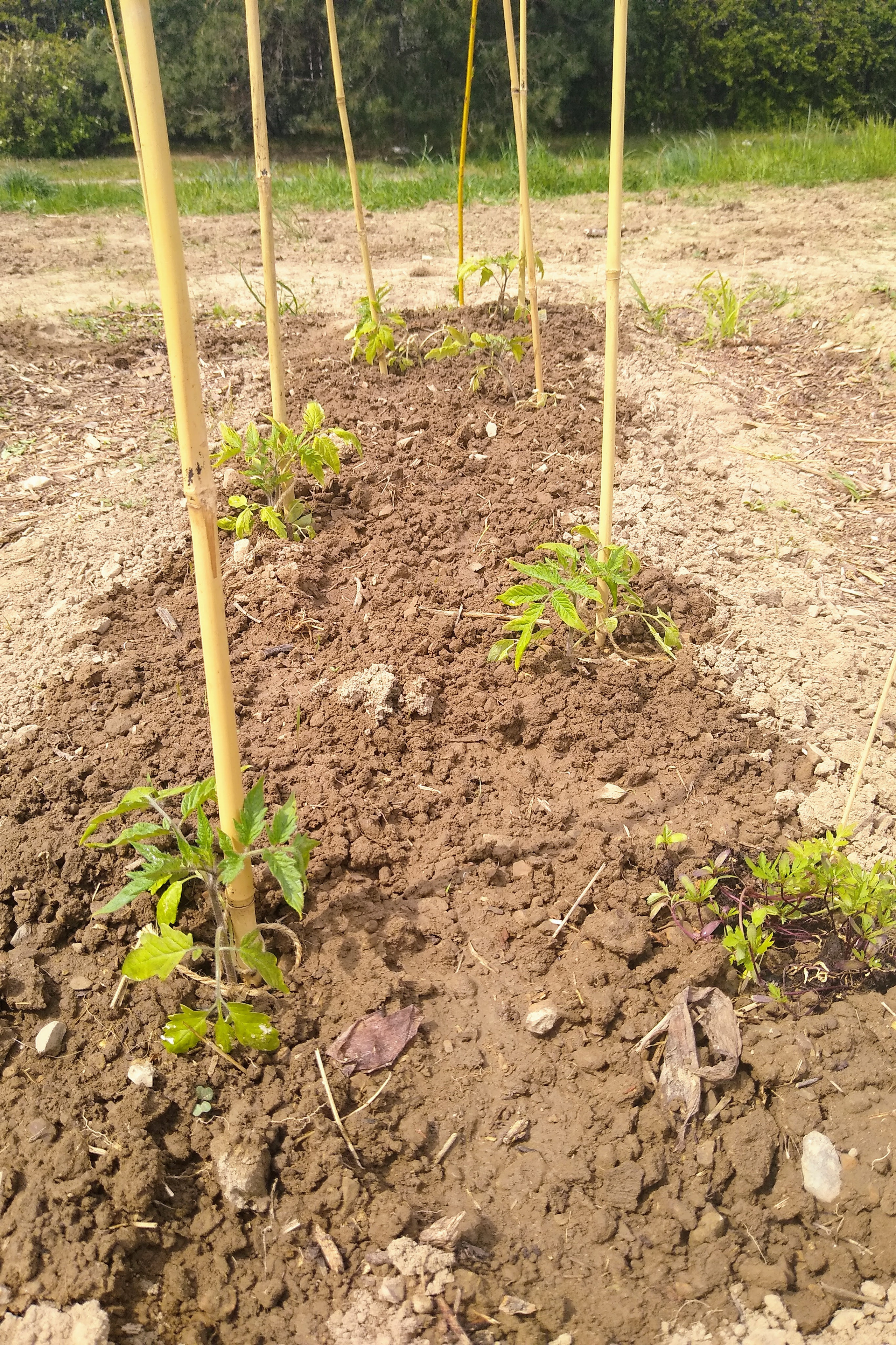 May. Kiki-Niki-Cha! Learn, play, and discover with us!