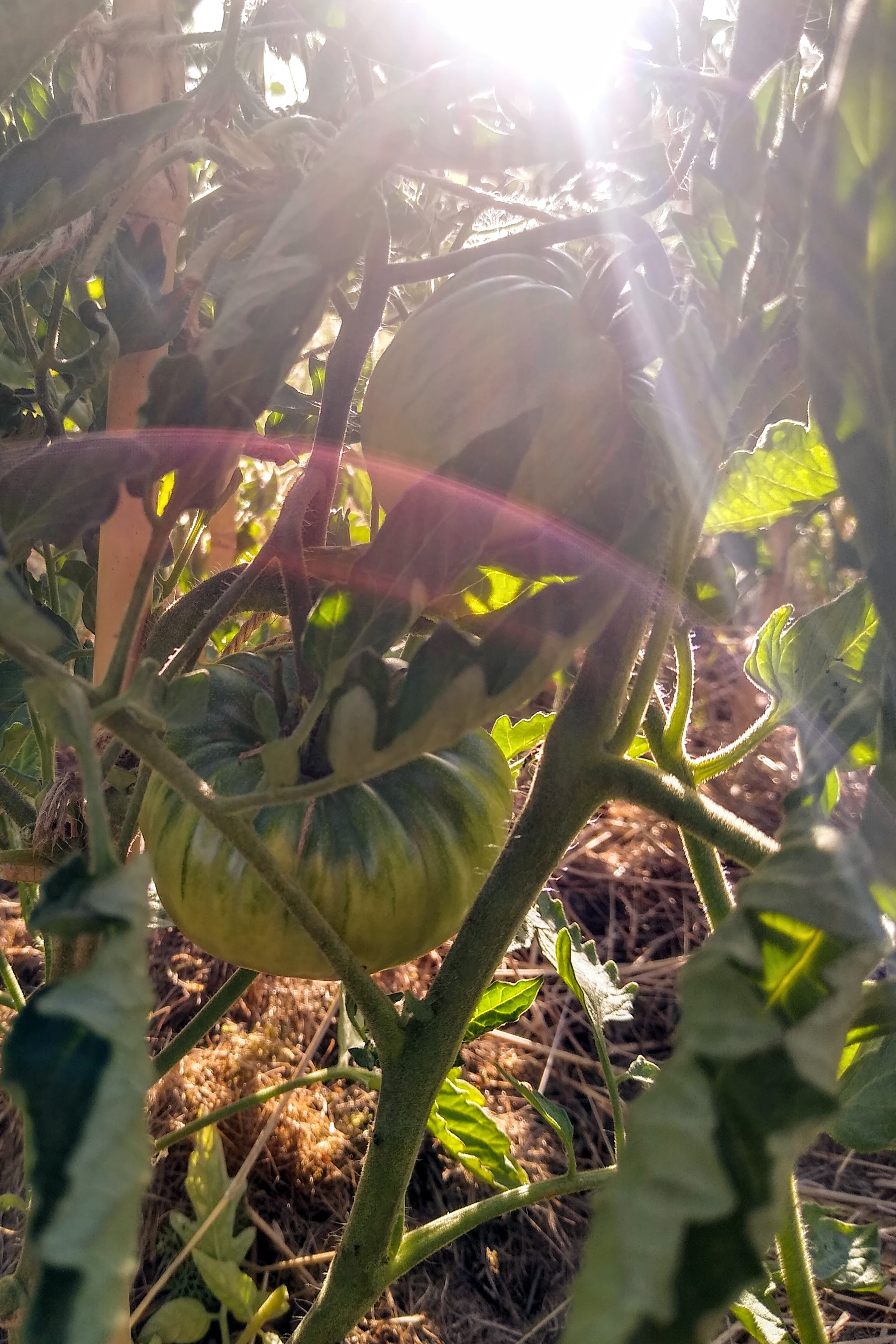 June. Kiki-Niki-Cha! Learn, play, and discover with us!