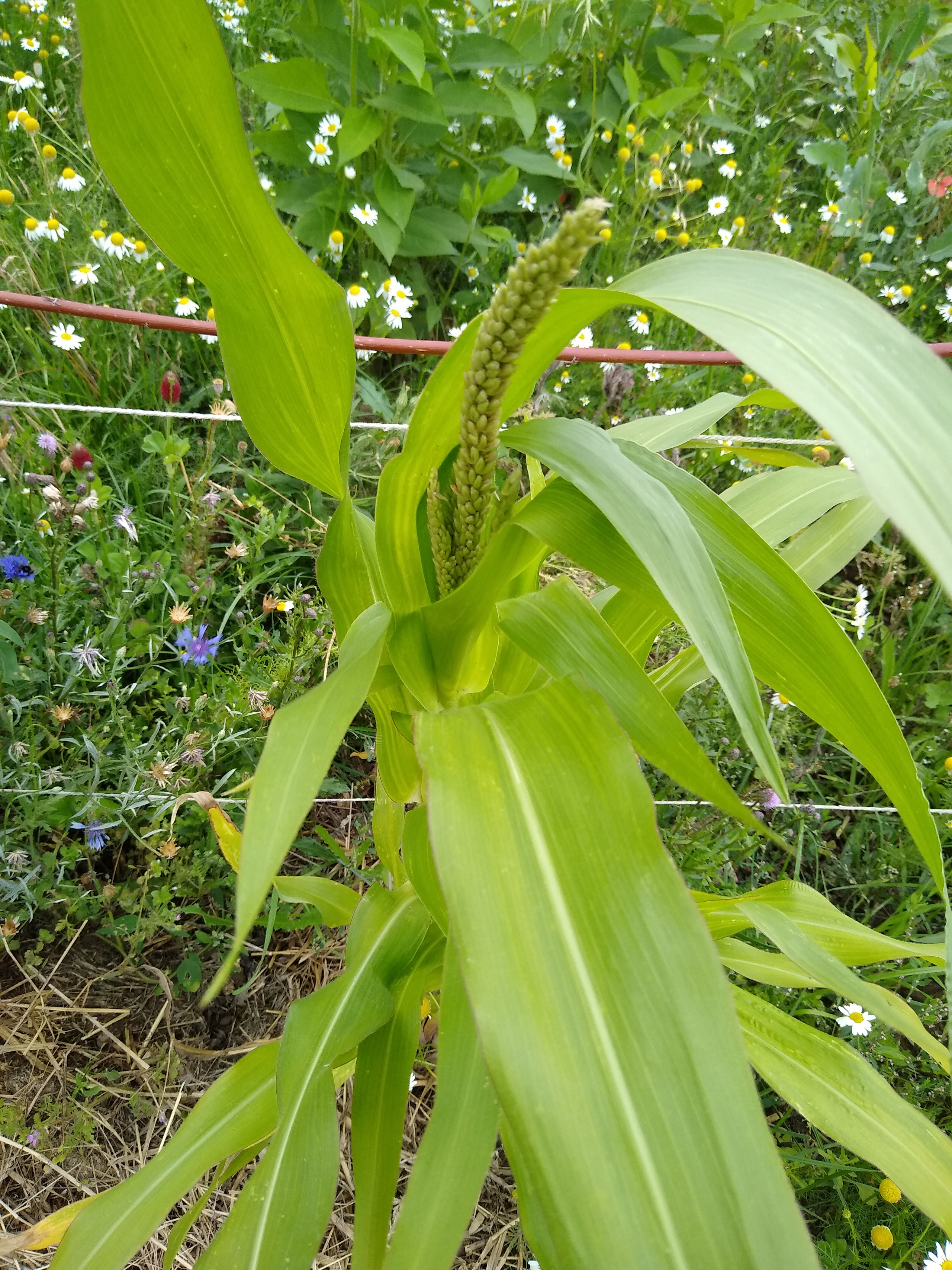 July. Kiki-Niki-Cha! Learn, play, and discover with us!