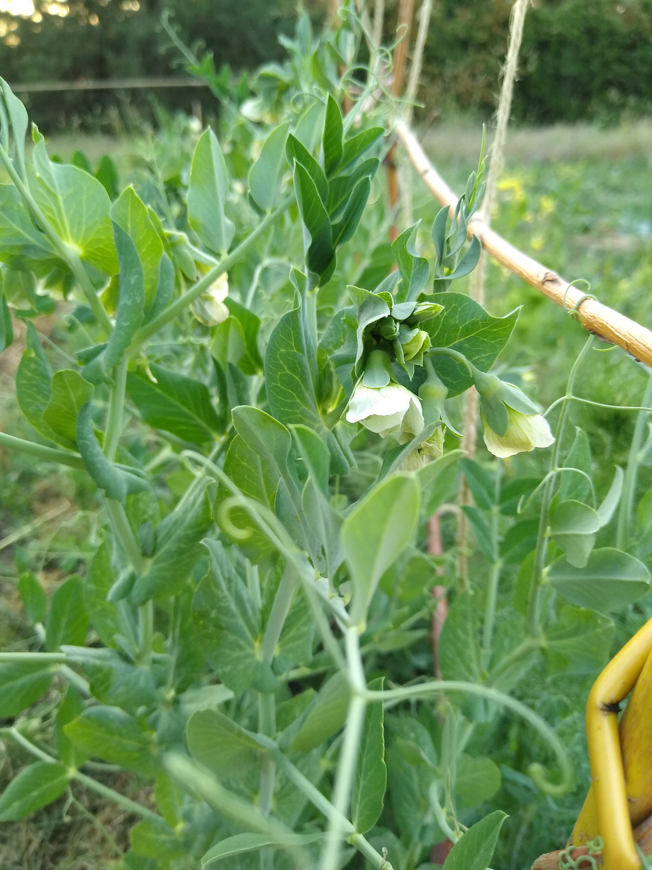 June. Kiki-Niki-Cha! Learn, play, and discover with us!