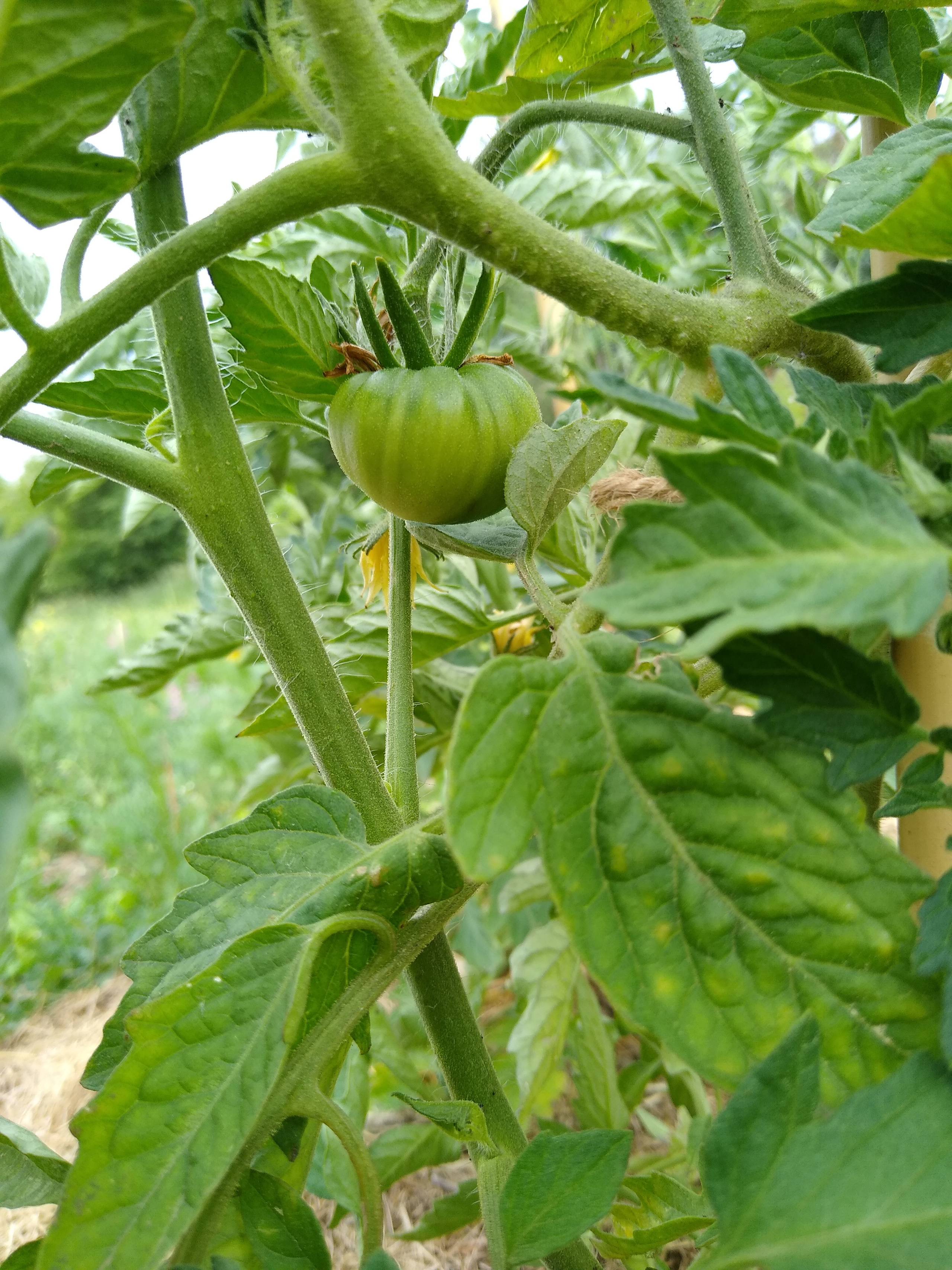 June. Kiki-Niki-Cha! Learn, play, and discover with us!