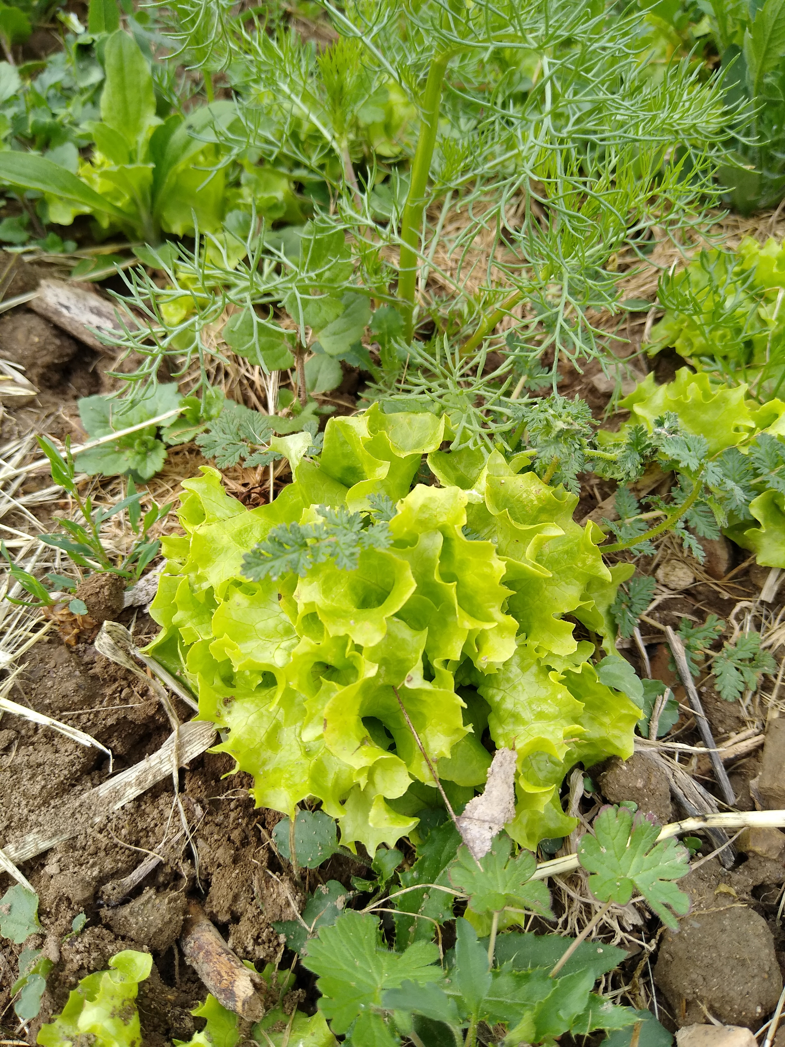 May. Kiki-Niki-Cha! Learn, play, and discover with us!