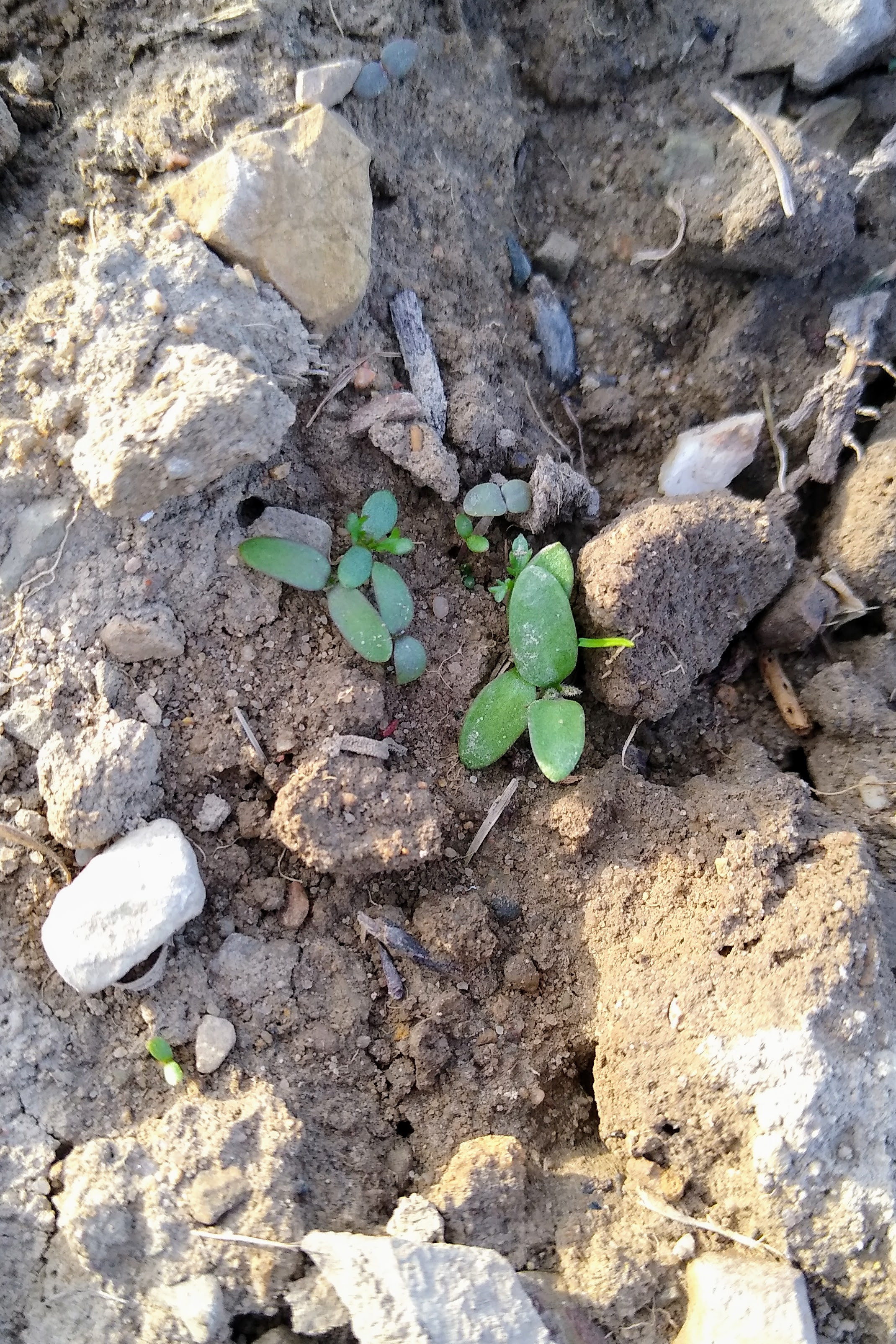 April. Kiki-Niki-Cha! Learn, play, and discover with us!